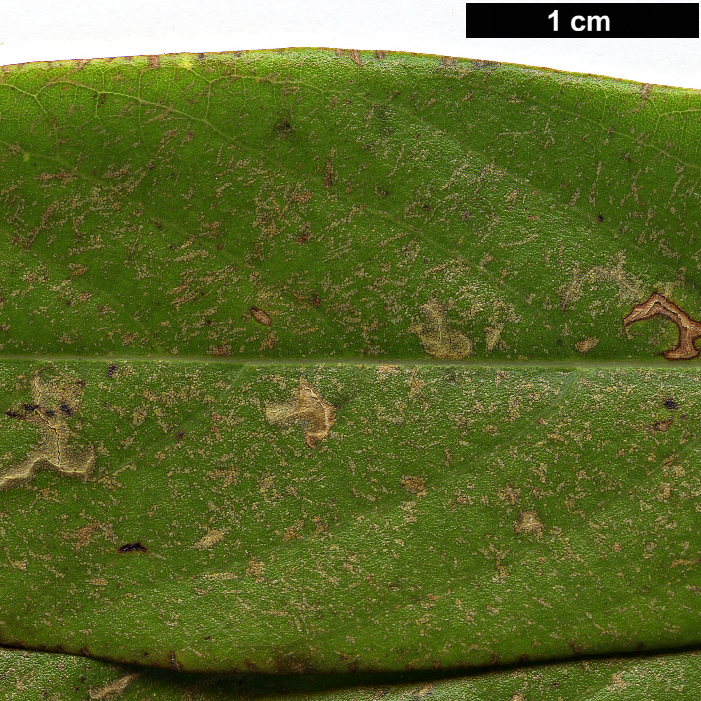 High resolution image: Family: Lauraceae - Genus: Phoebe - Taxon: bournei