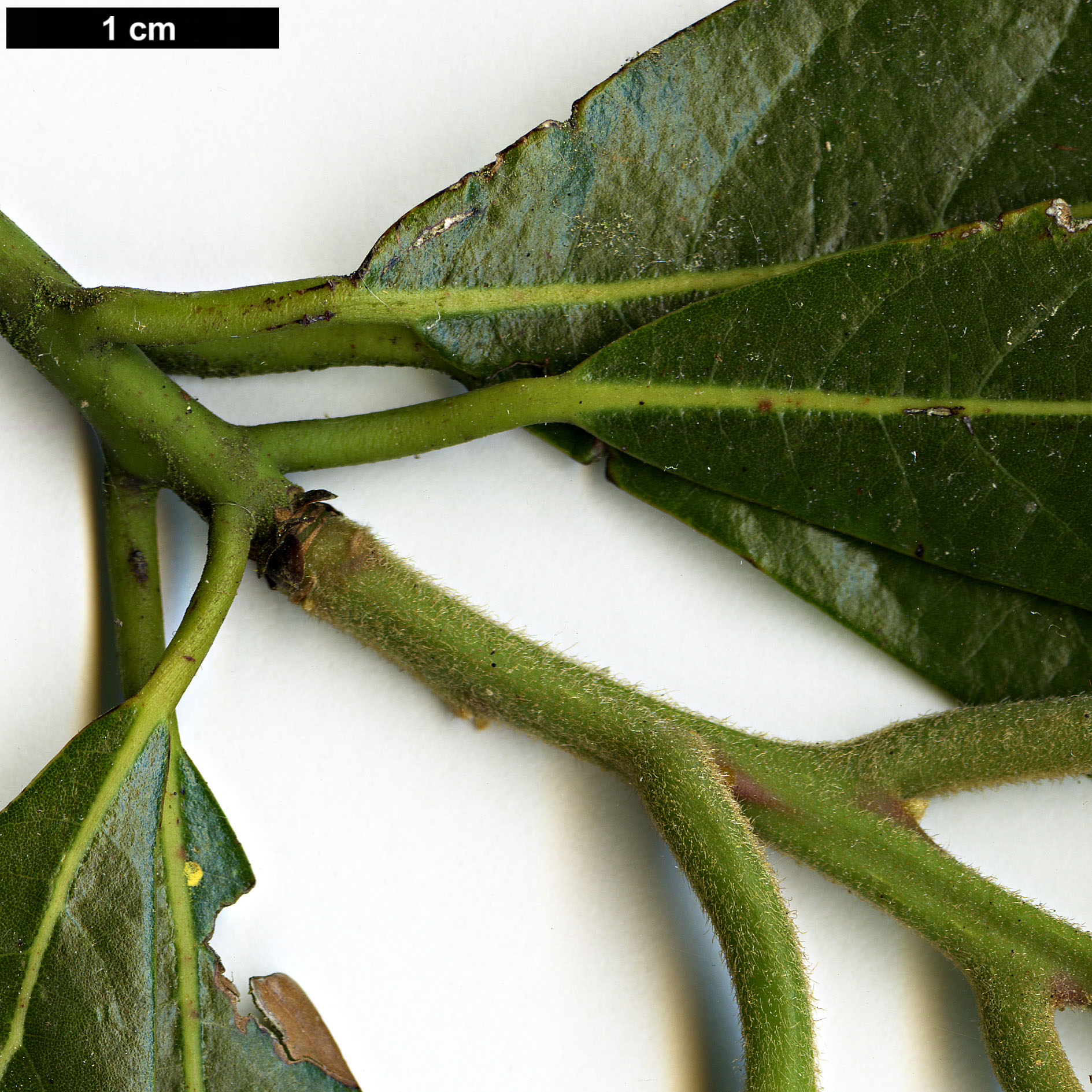 High resolution image: Family: Lauraceae - Genus: Phoebe - Taxon: chekiangensis