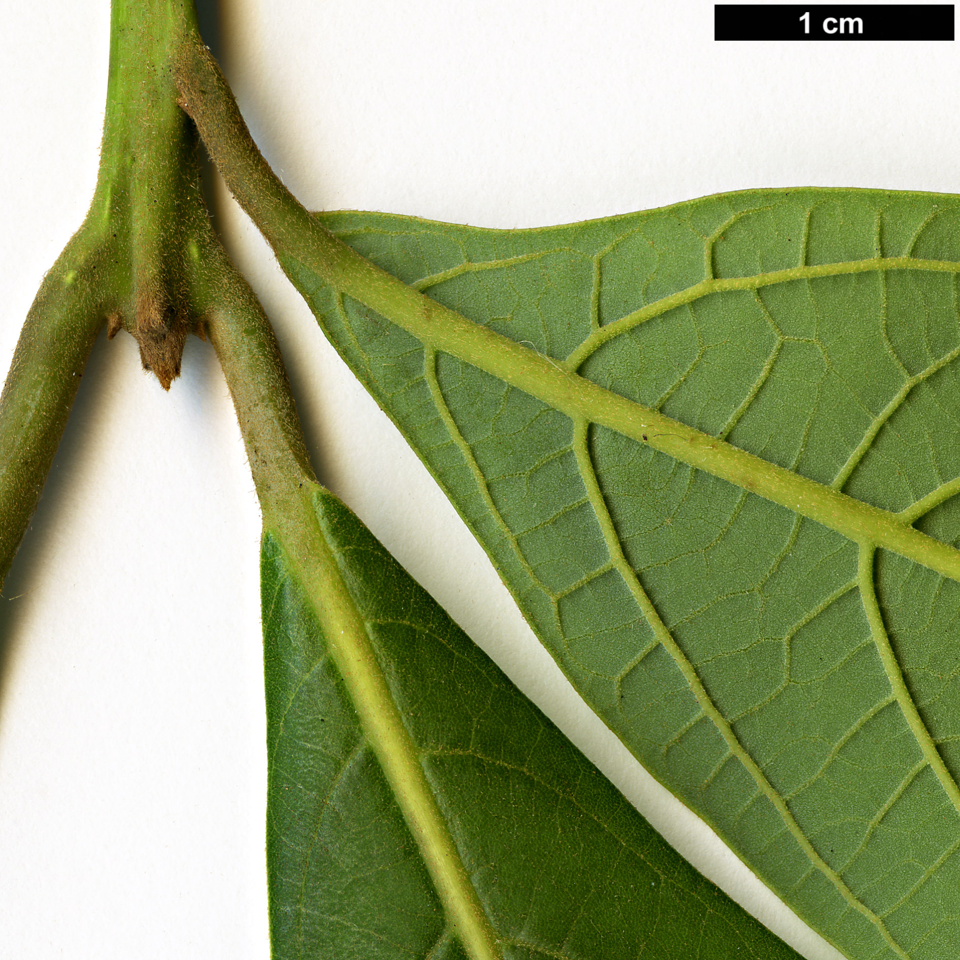 High resolution image: Family: Lauraceae - Genus: Phoebe - Taxon: formosana