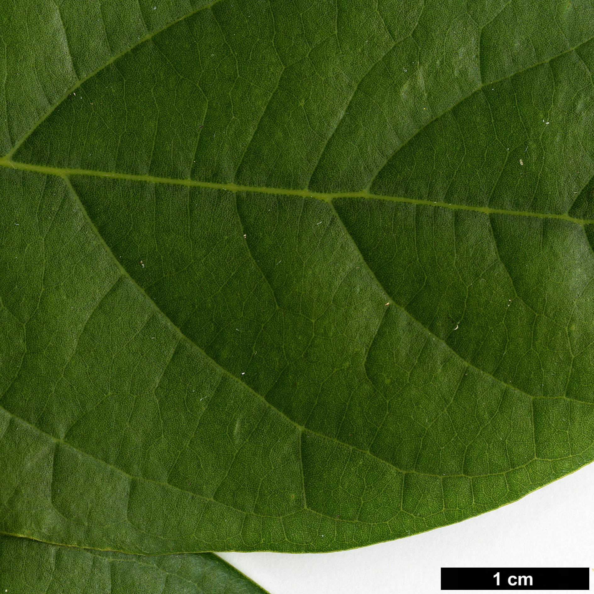 High resolution image: Family: Lauraceae - Genus: Phoebe - Taxon: hunanensis