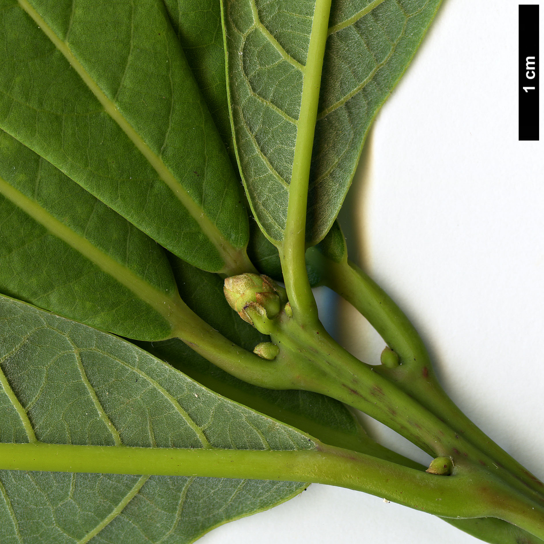 High resolution image: Family: Lauraceae - Genus: Phoebe - Taxon: hunanensis