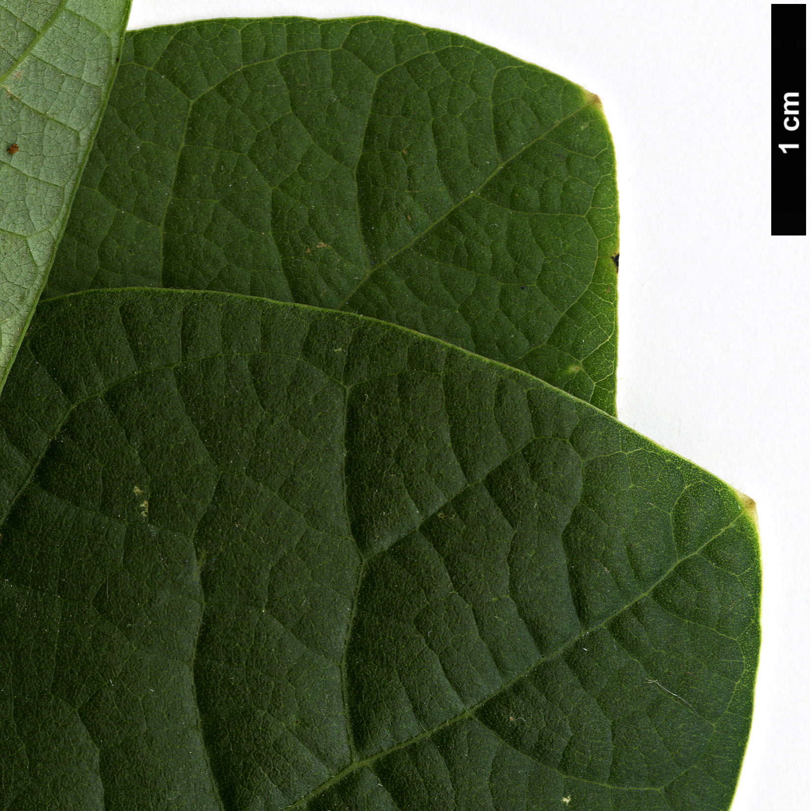 High resolution image: Family: Lauraceae - Genus: Sassafras - Taxon: albidum