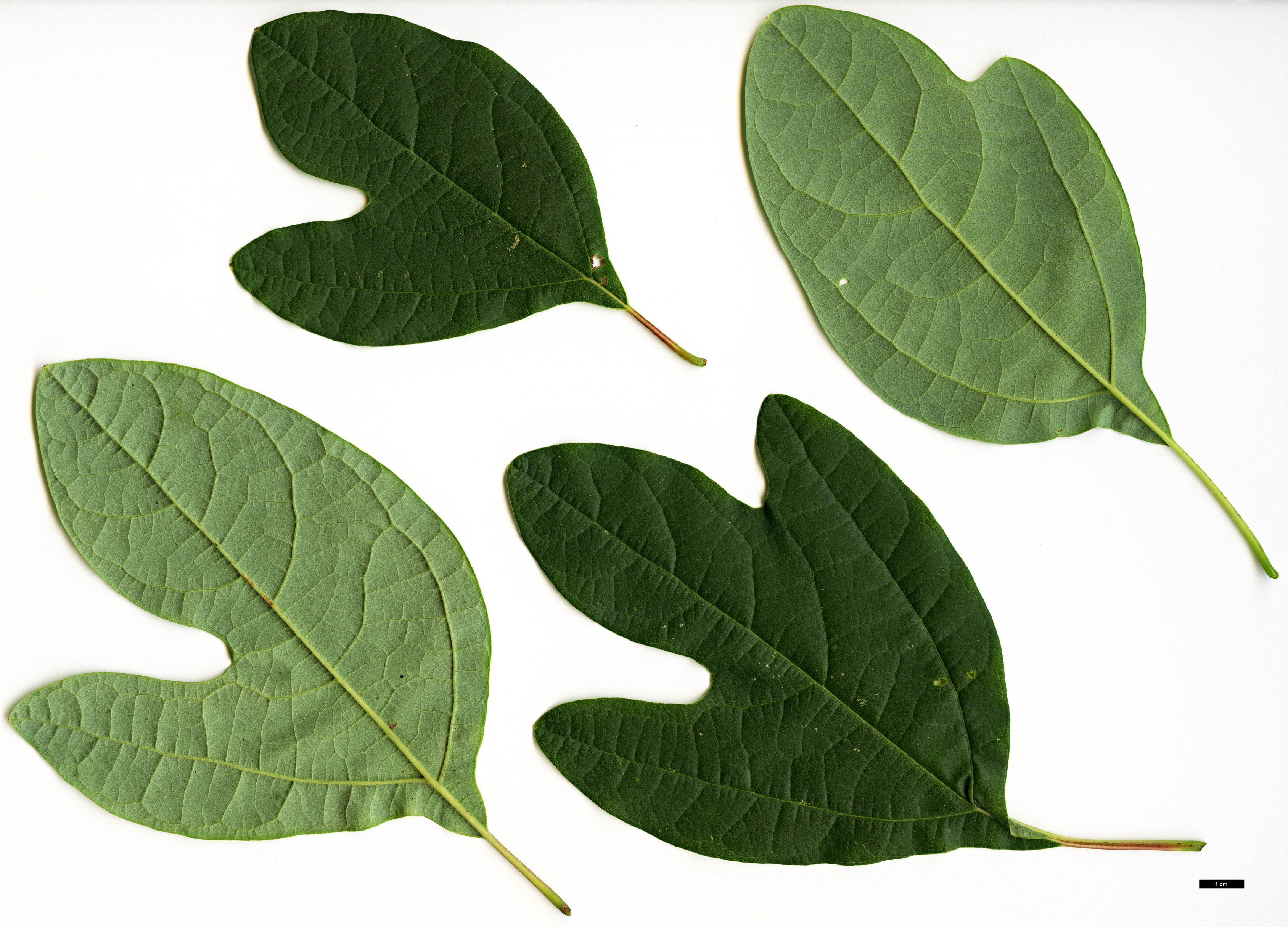 High resolution image: Family: Lauraceae - Genus: Sassafras - Taxon: albidum