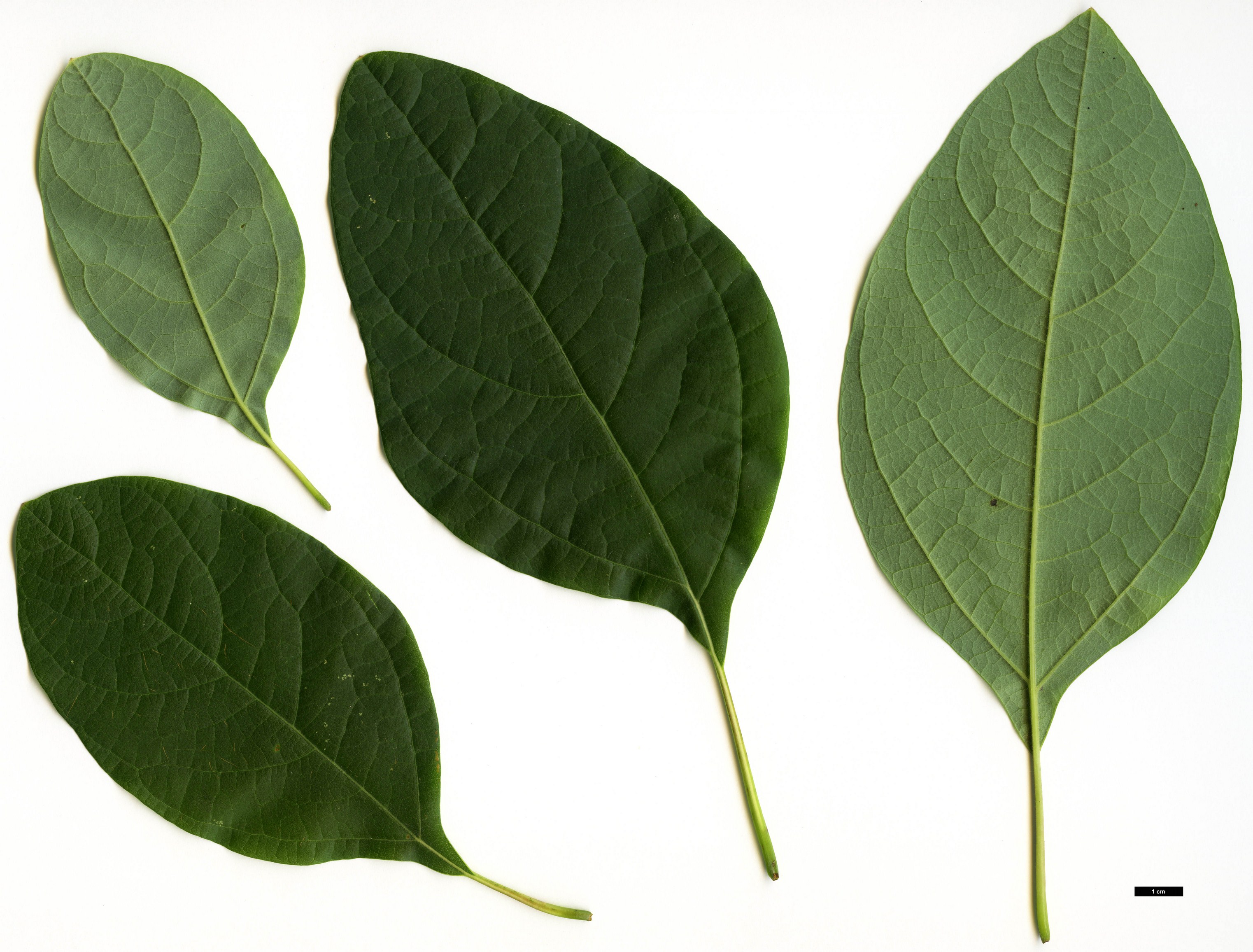 High resolution image: Family: Lauraceae - Genus: Sassafras - Taxon: albidum