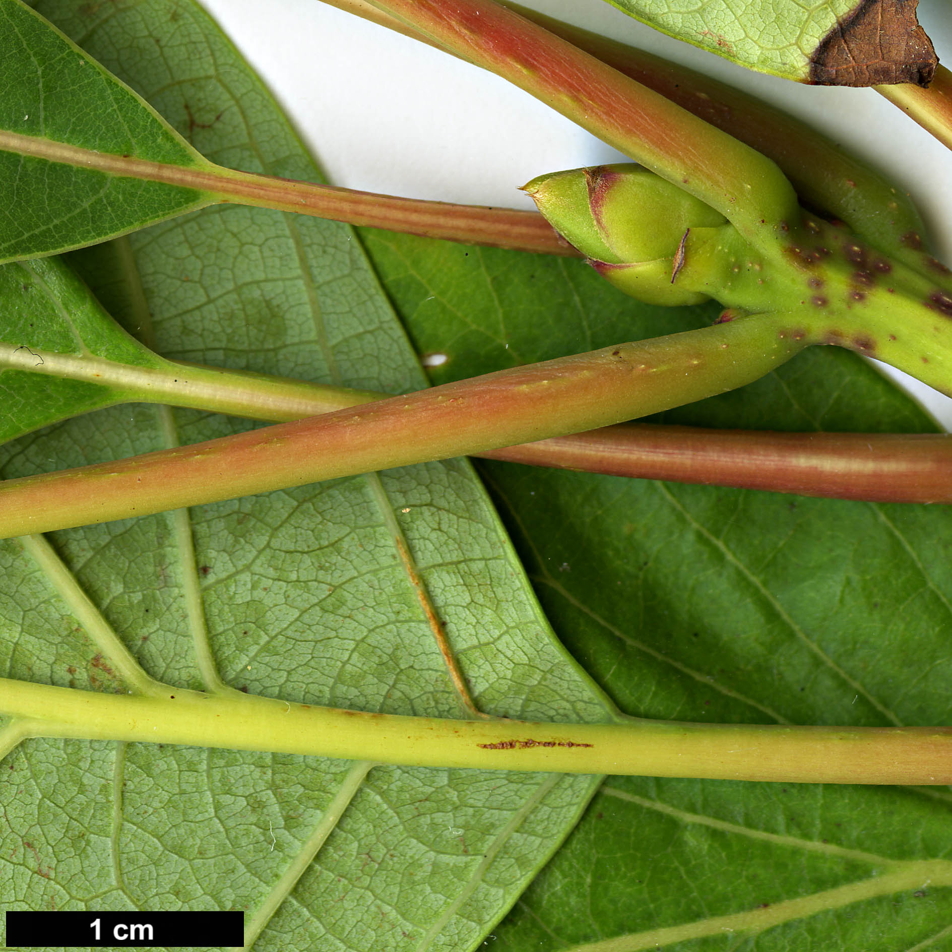 High resolution image: Family: Lauraceae - Genus: Sassafras - Taxon: randaiense