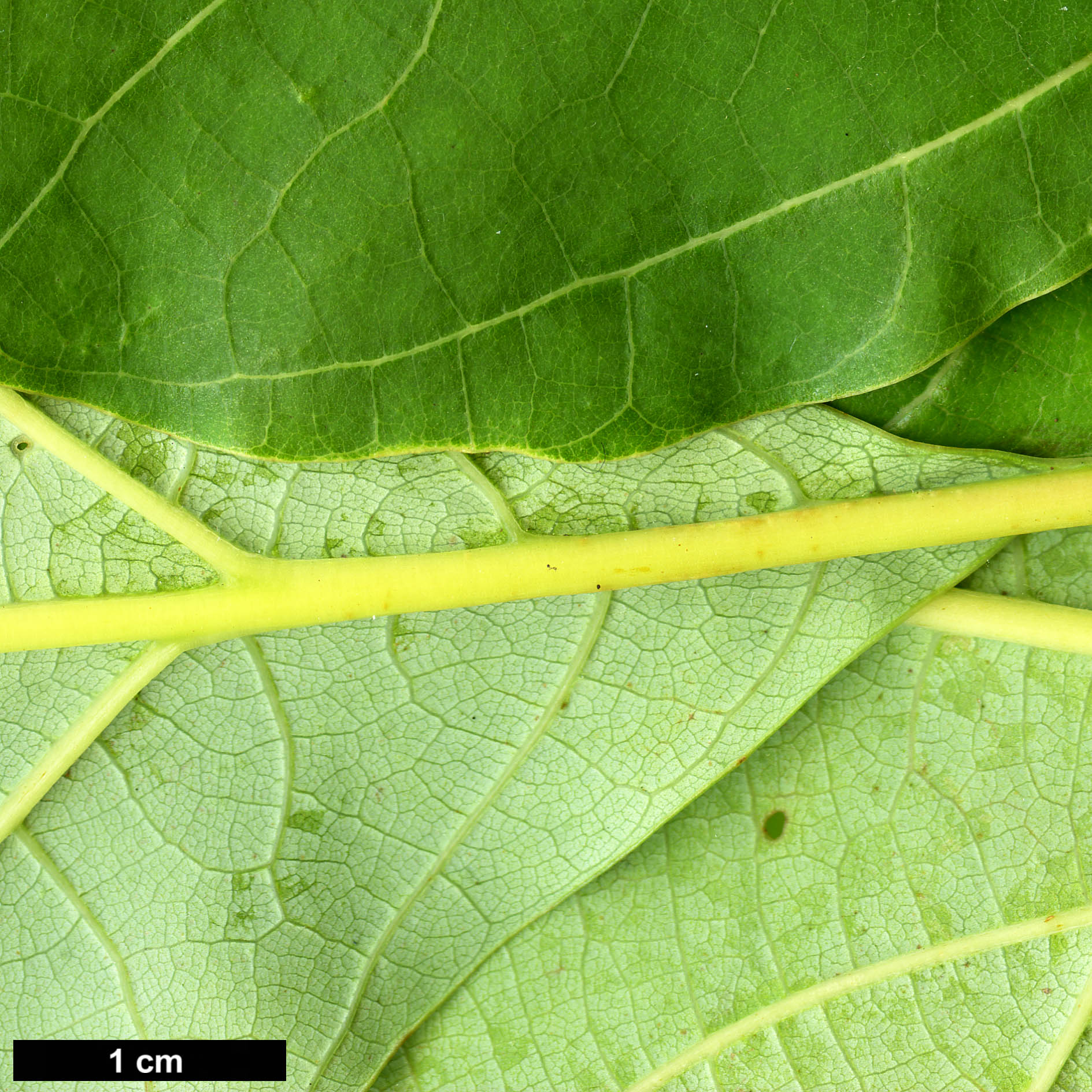 High resolution image: Family: Lauraceae - Genus: Sassafras - Taxon: randaiense