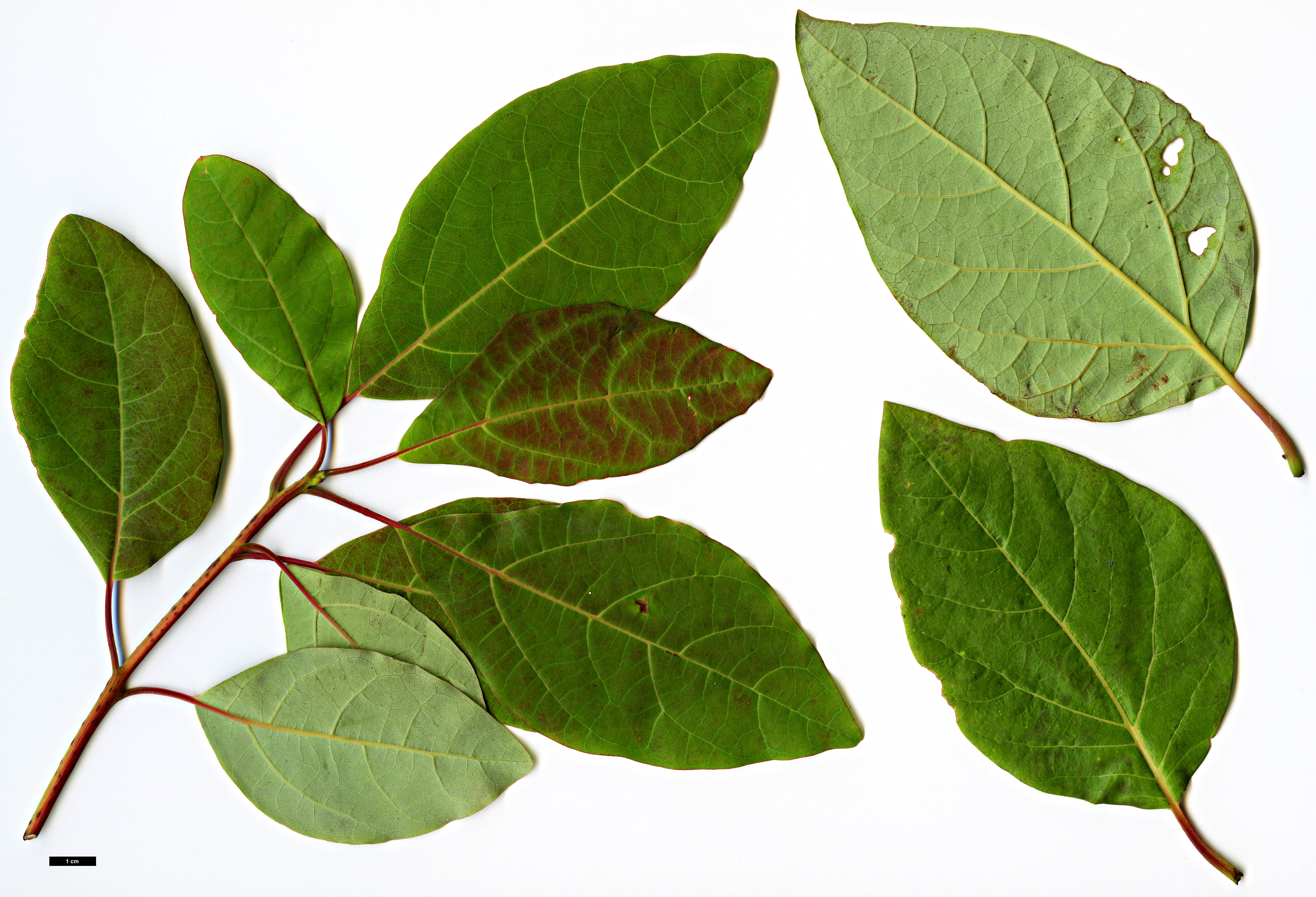 High resolution image: Family: Lauraceae - Genus: Sassafras - Taxon: randaiense