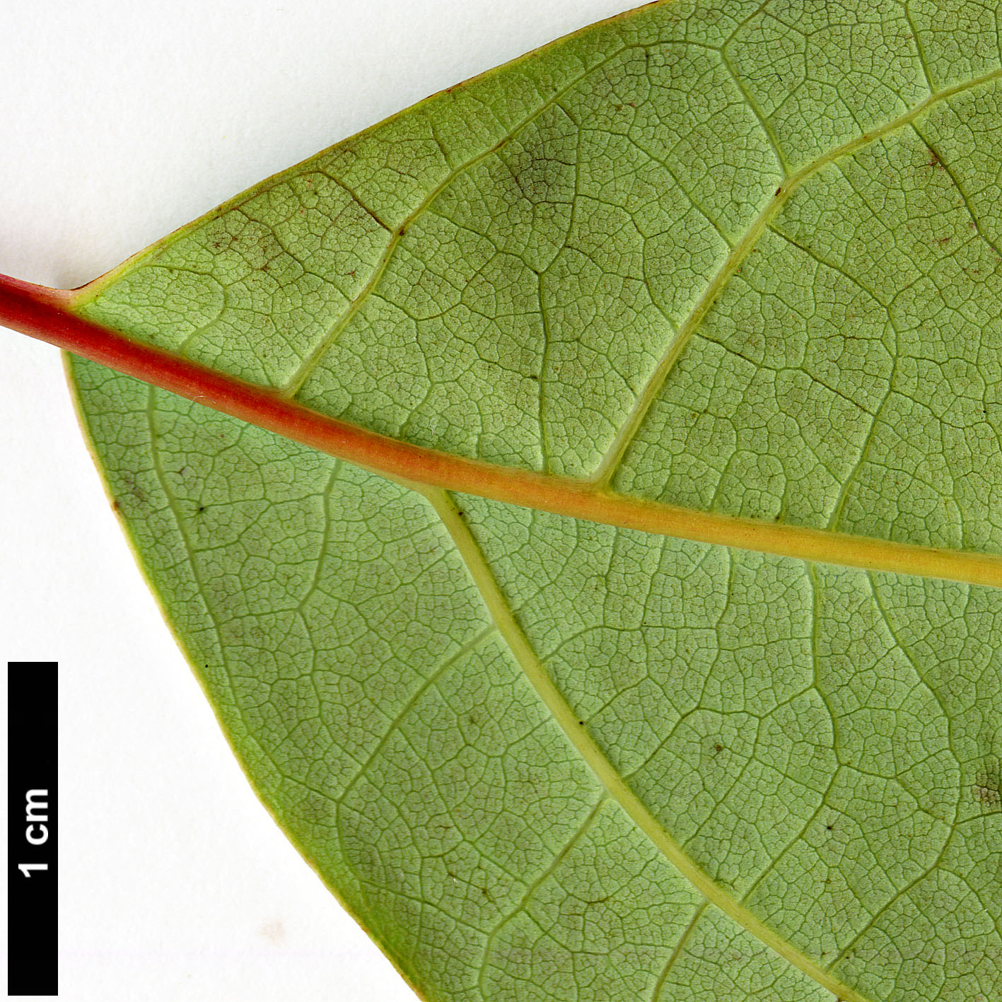 High resolution image: Family: Lauraceae - Genus: Sassafras - Taxon: randaiense