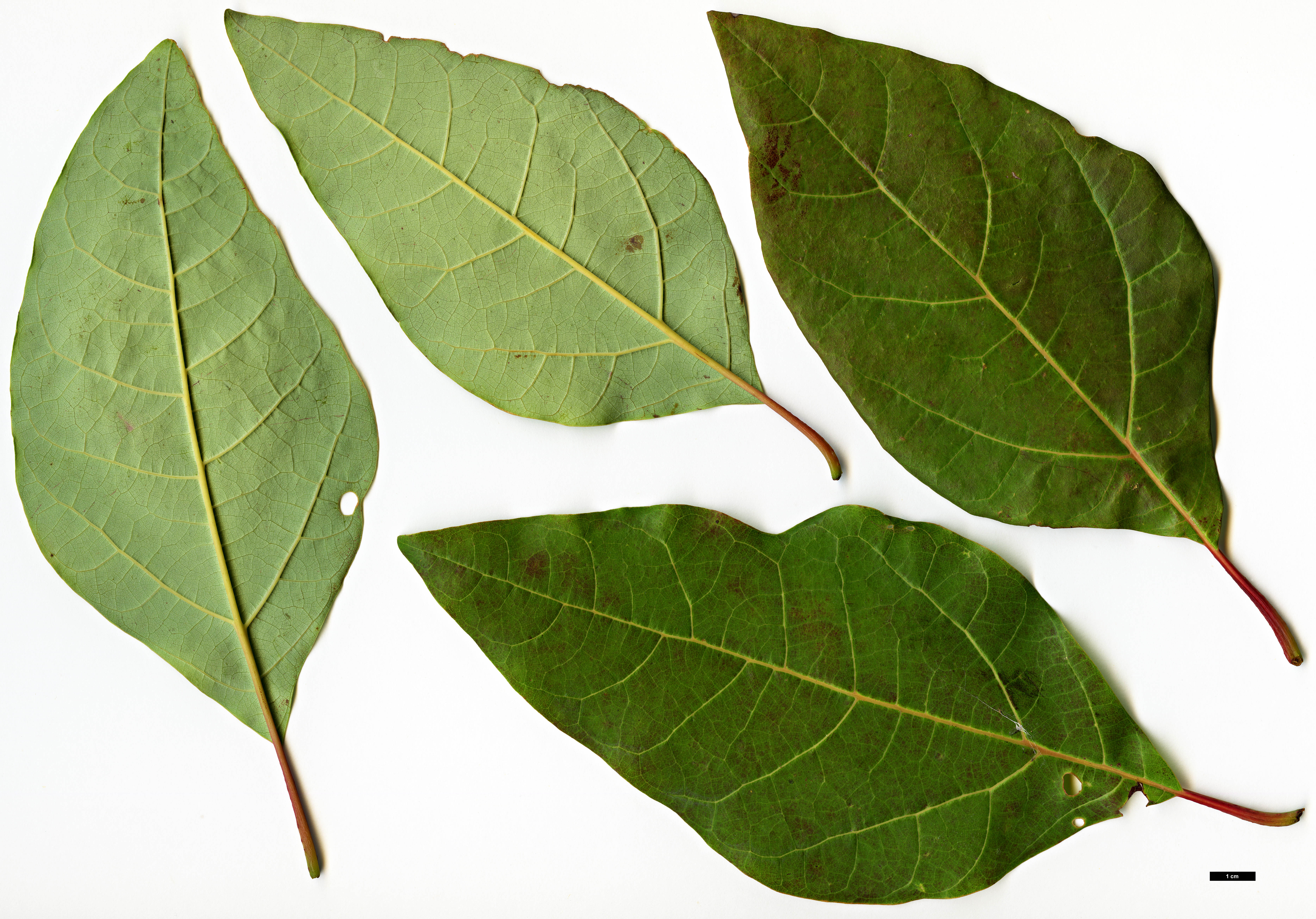 High resolution image: Family: Lauraceae - Genus: Sassafras - Taxon: randaiense