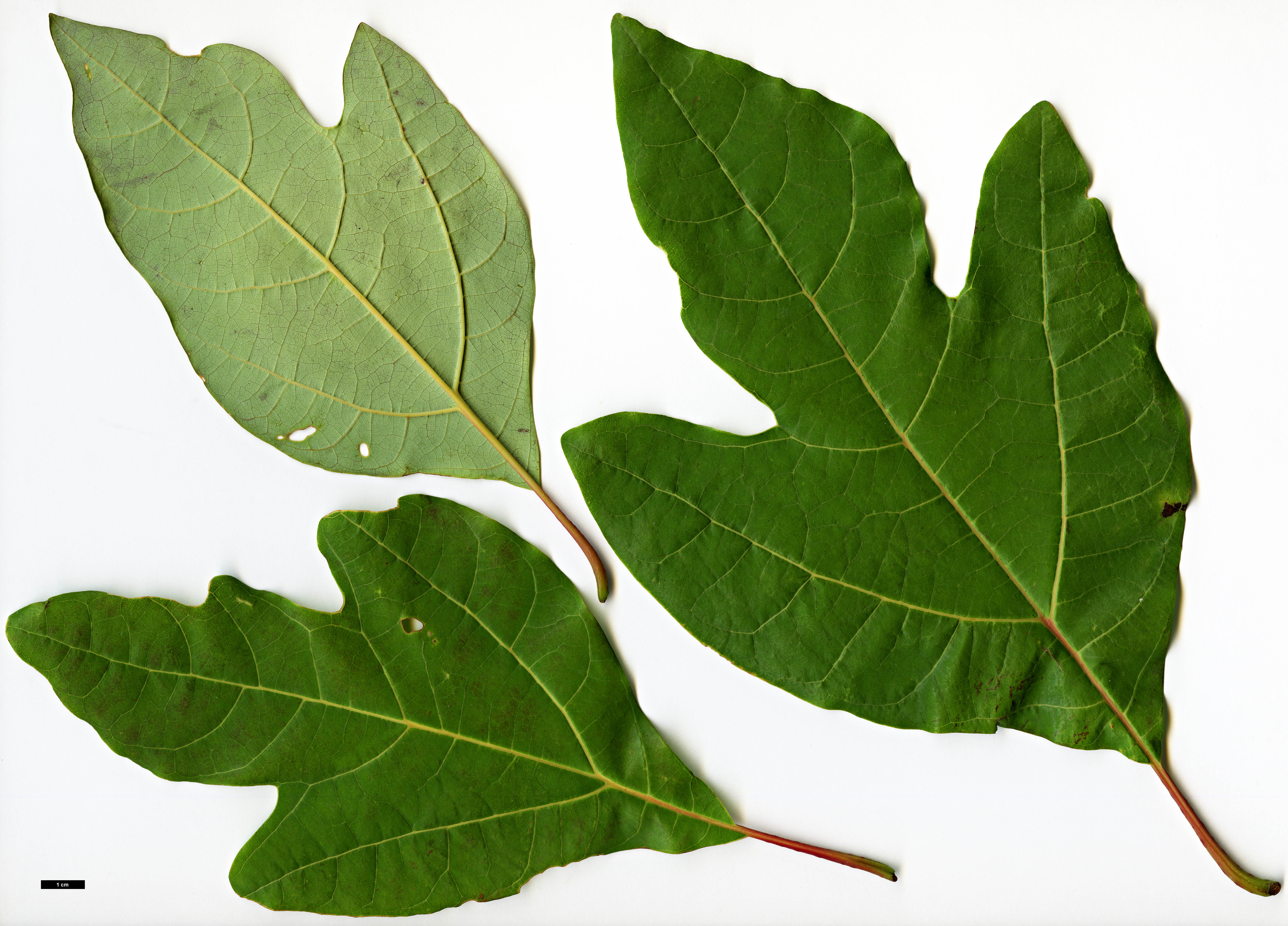 High resolution image: Family: Lauraceae - Genus: Sassafras - Taxon: randaiense