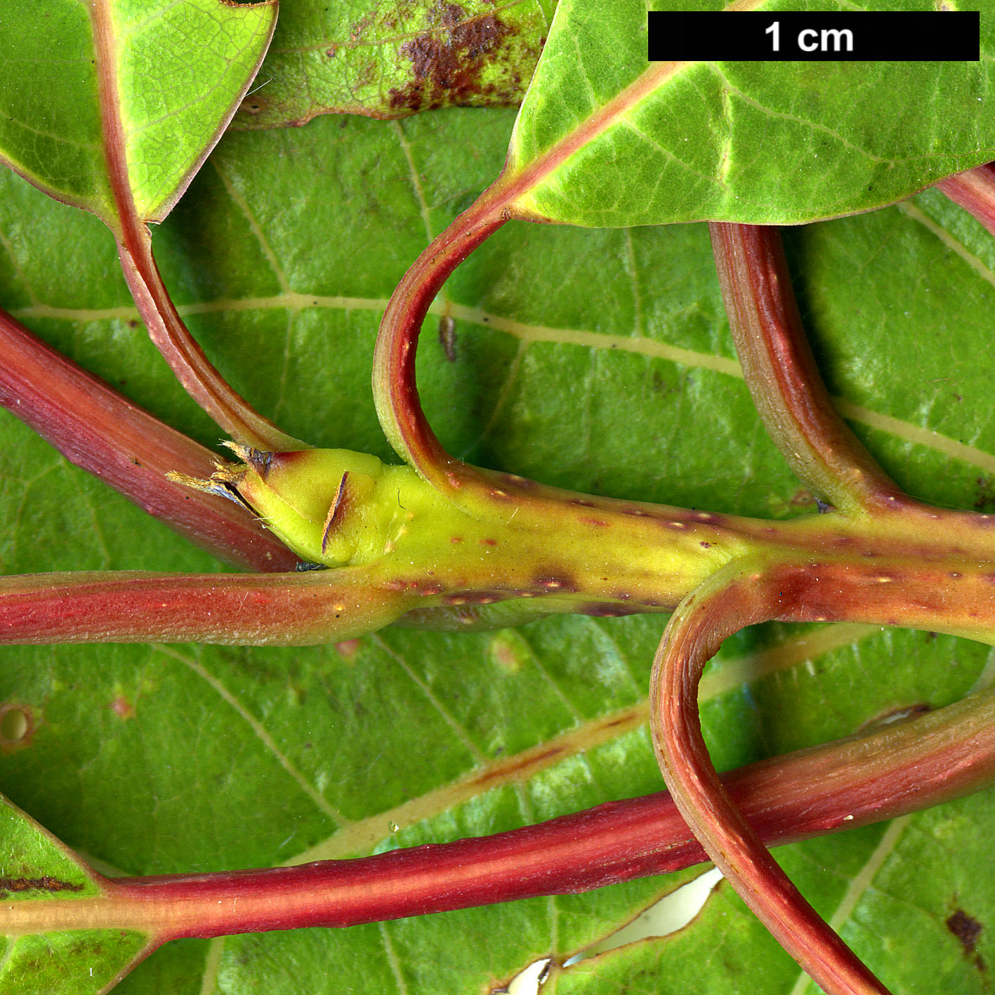 High resolution image: Family: Lauraceae - Genus: Sassafras - Taxon: randaiense