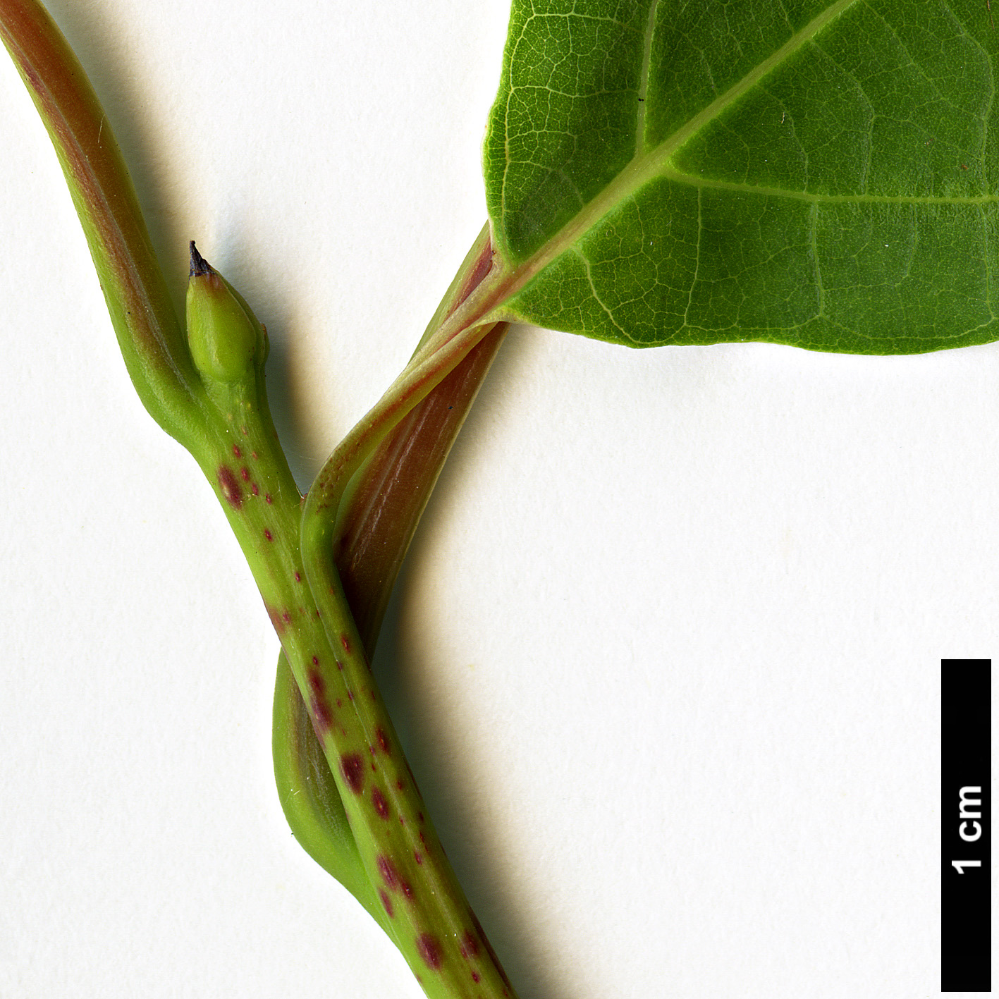 High resolution image: Family: Lauraceae - Genus: Sassafras - Taxon: tzumu