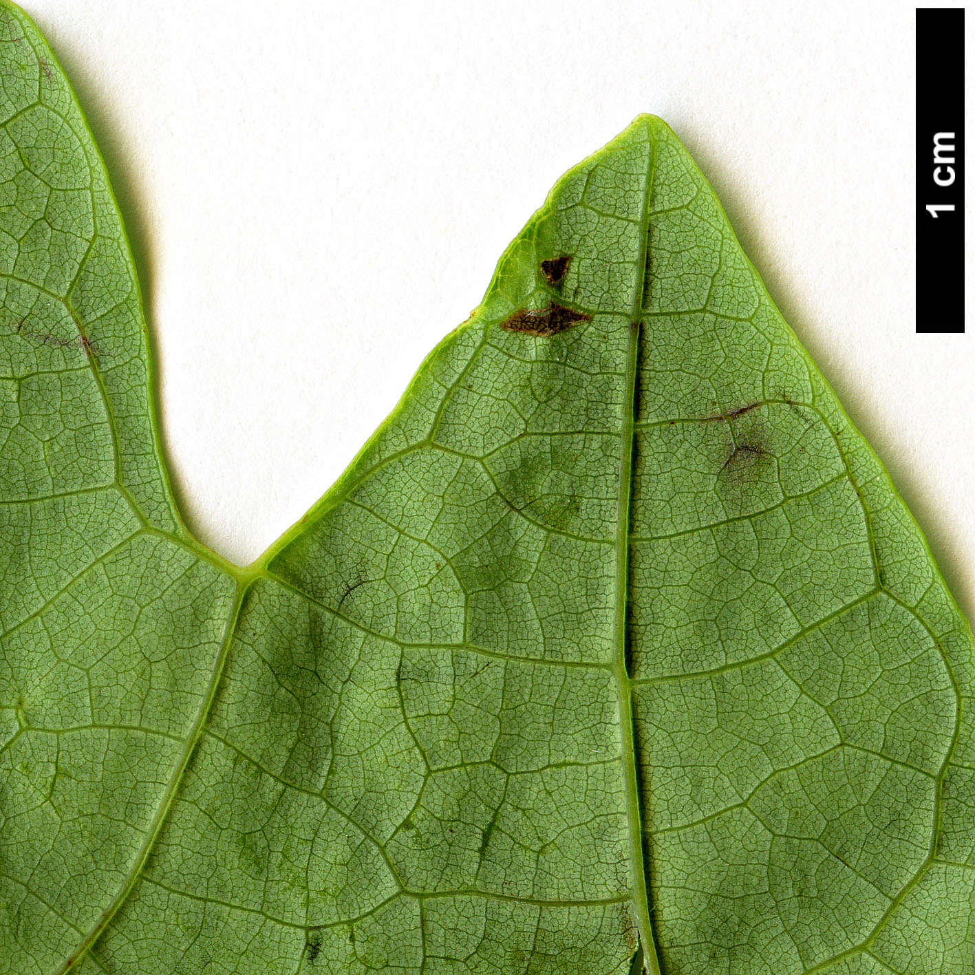 High resolution image: Family: Lauraceae - Genus: Sassafras - Taxon: tzumu