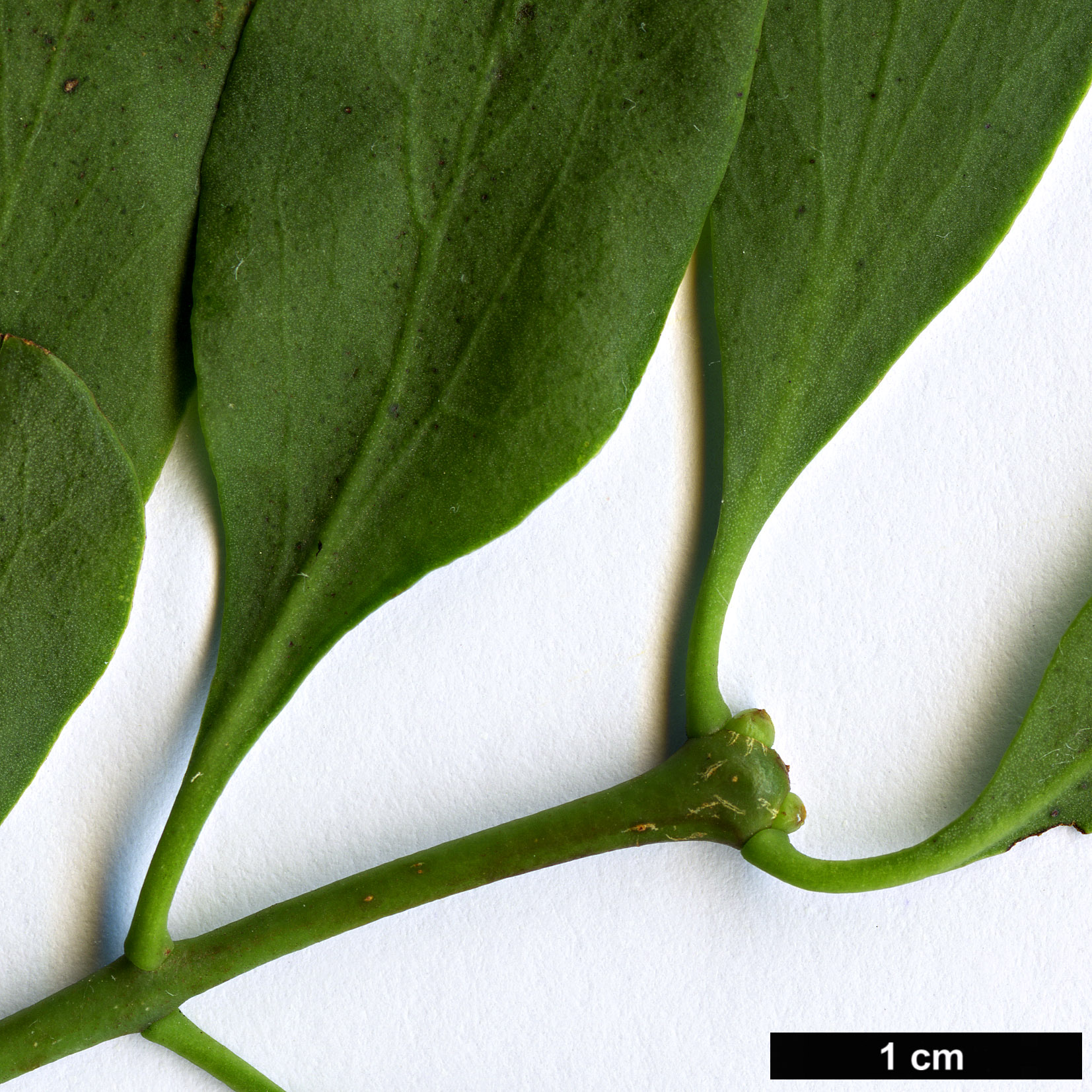 High resolution image: Family: Loranthaceae - Genus: Loranthus - Taxon: europaeus