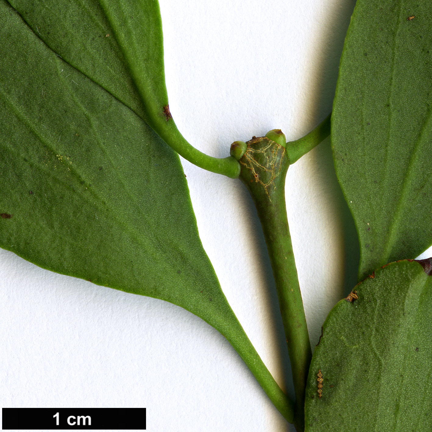 High resolution image: Family: Loranthaceae - Genus: Loranthus - Taxon: europaeus