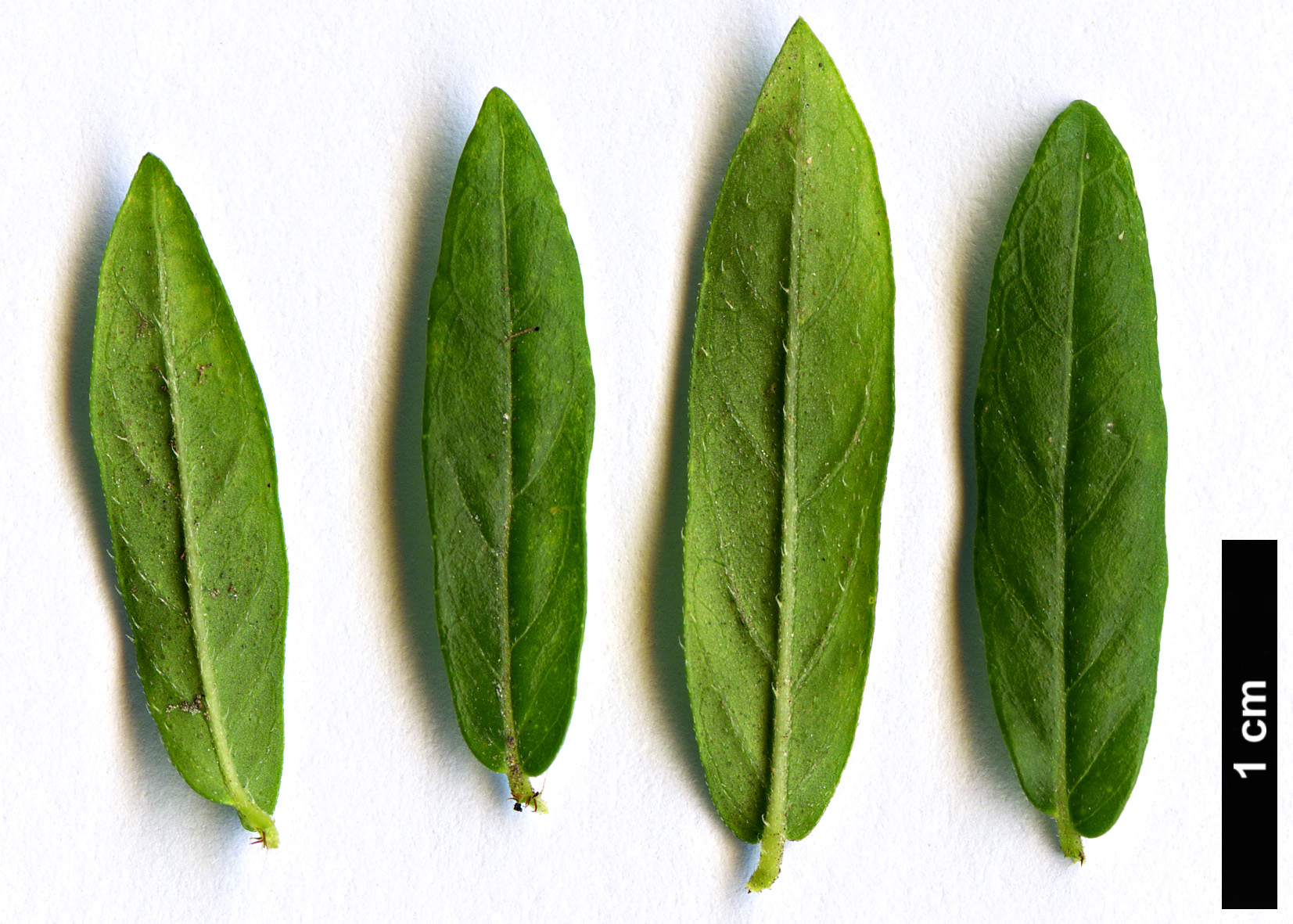 High resolution image: Family: Lythraceae - Genus: Cuphea - Taxon: hyssopifolia