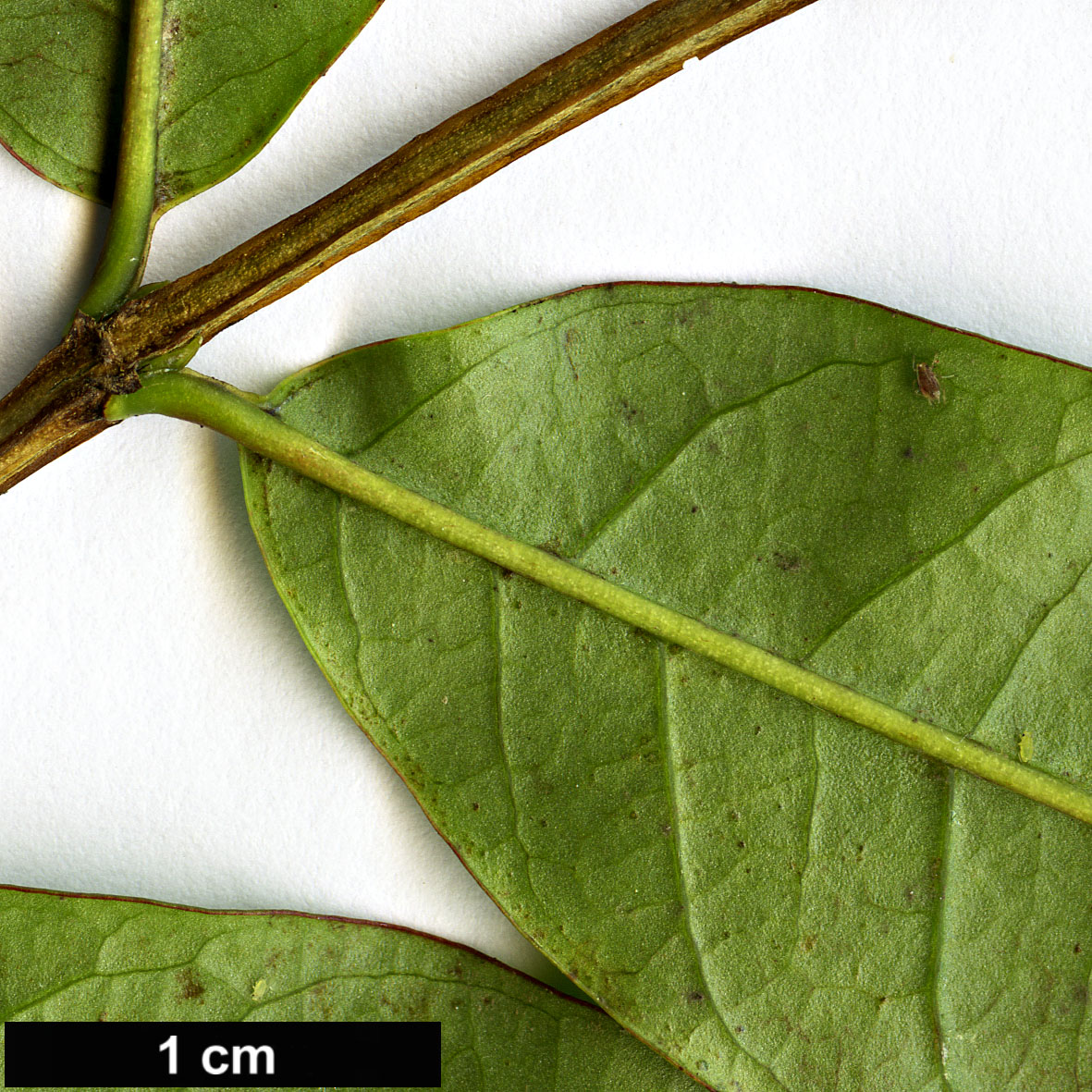 High resolution image: Family: Lythraceae - Genus: Lafoensia - Taxon: punicifolia