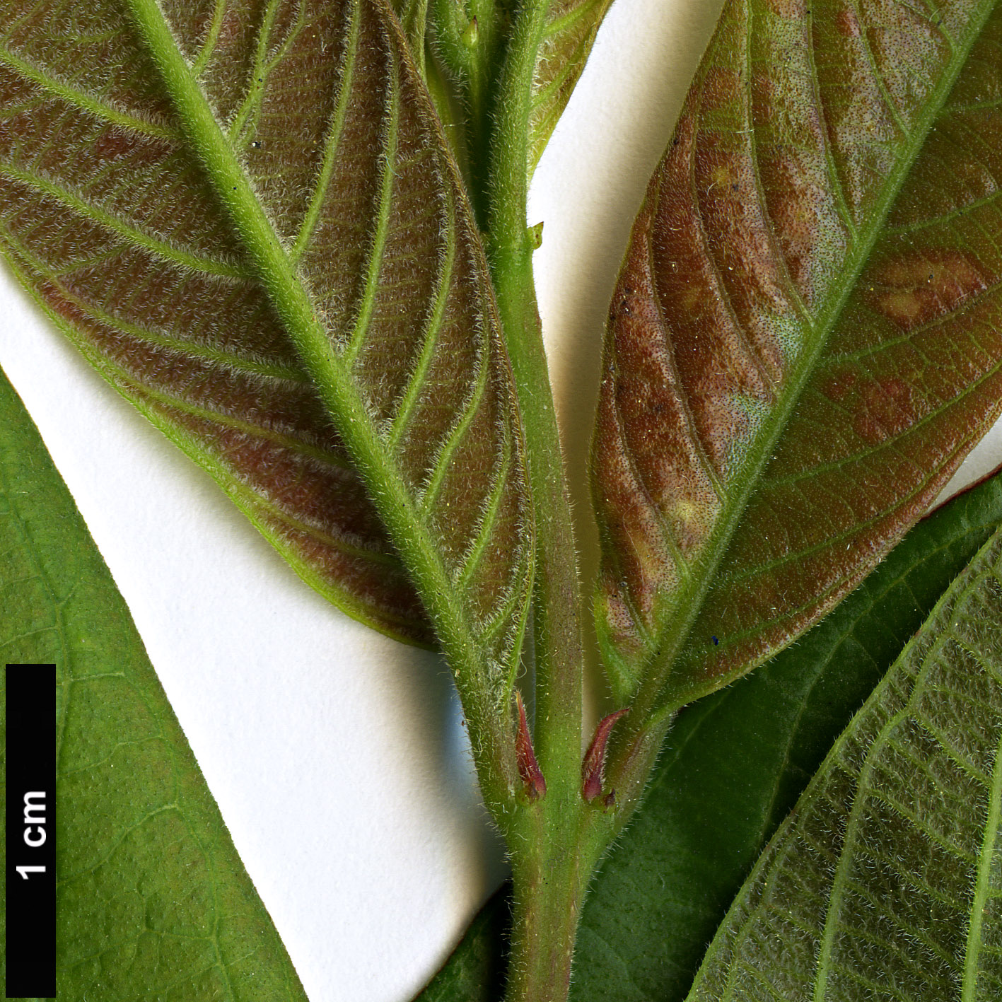 High resolution image: Family: Lythraceae - Genus: Lagerstroemia - Taxon: chekiangensis