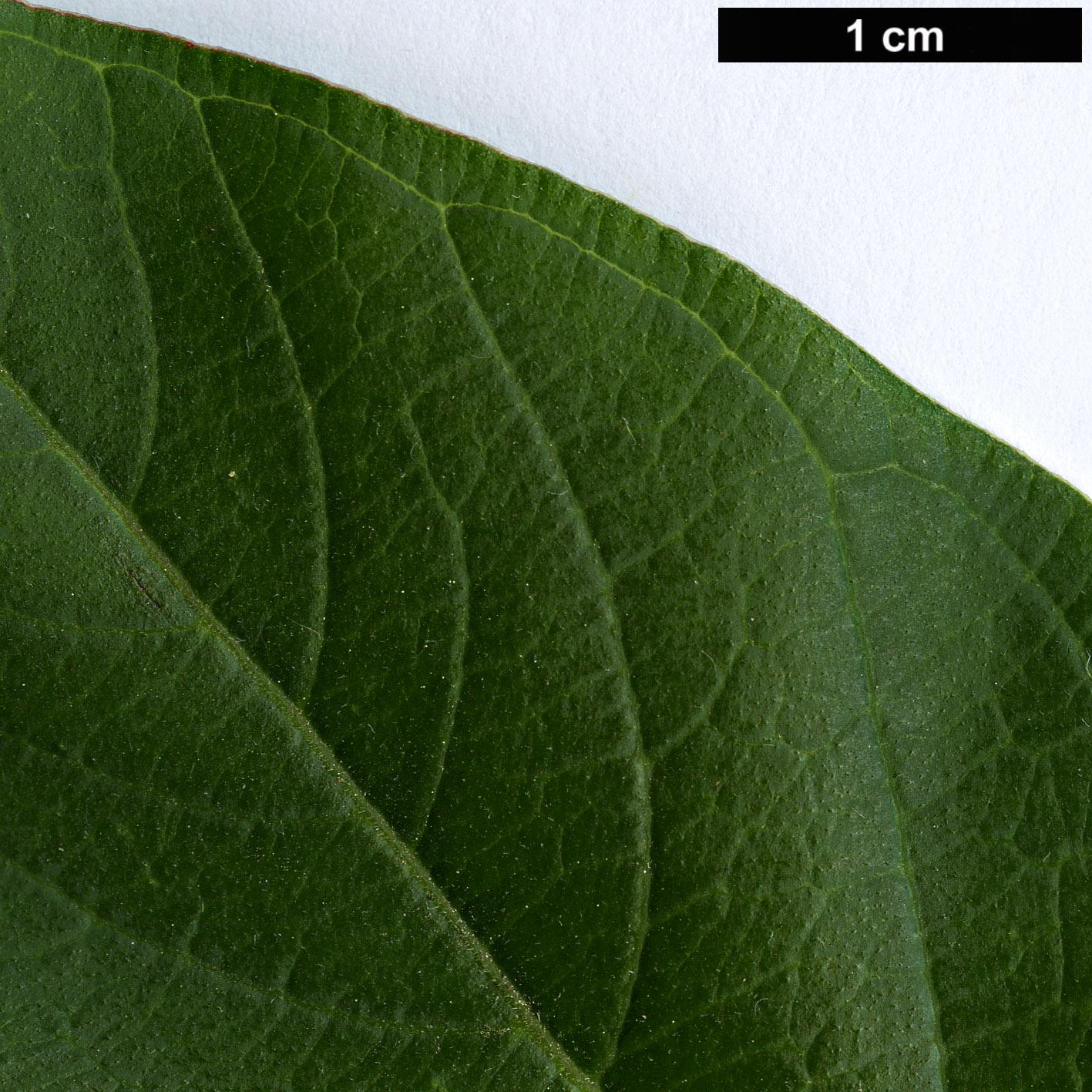 High resolution image: Family: Lythraceae - Genus: Lagerstroemia - Taxon: chekiangensis