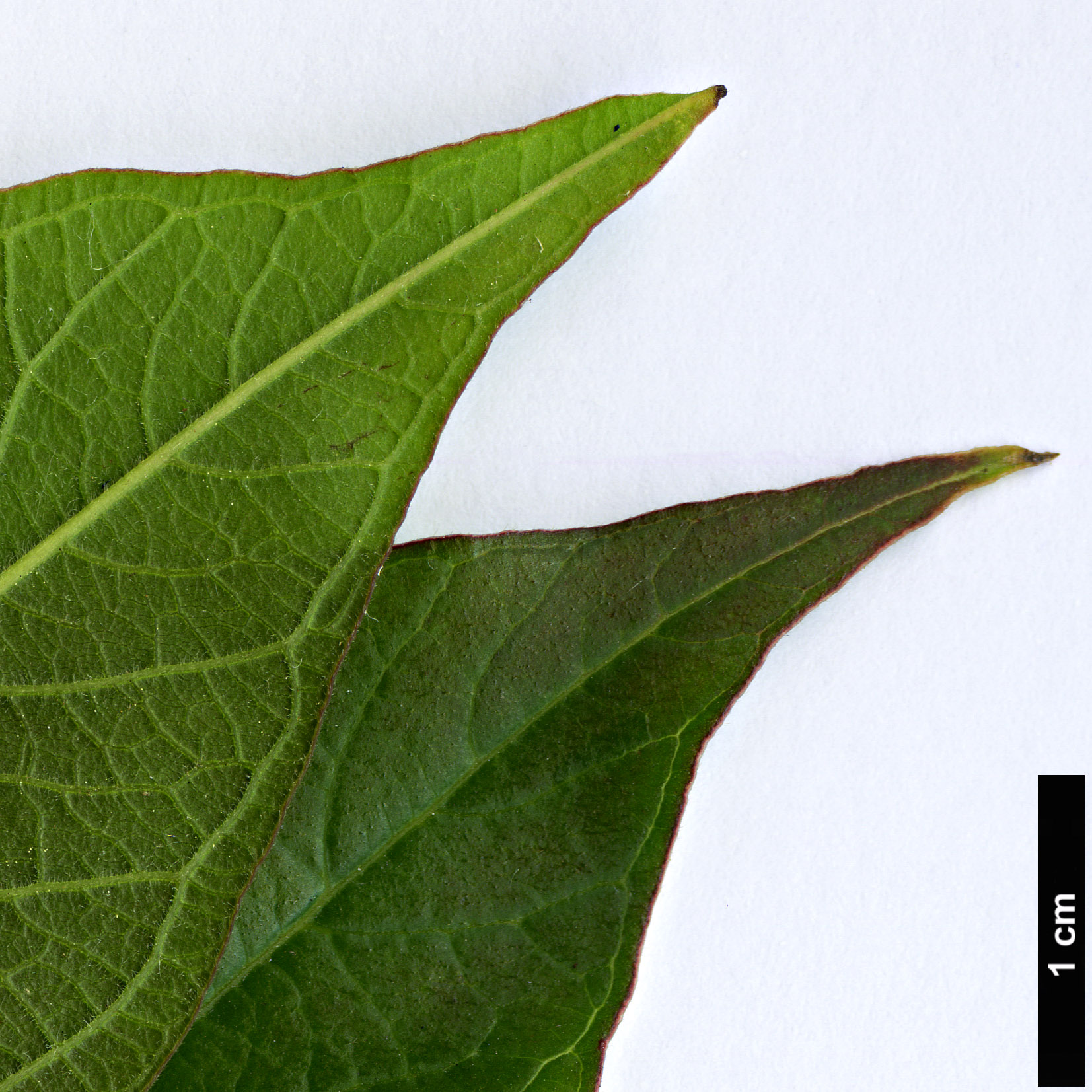 High resolution image: Family: Lythraceae - Genus: Lagerstroemia - Taxon: chekiangensis