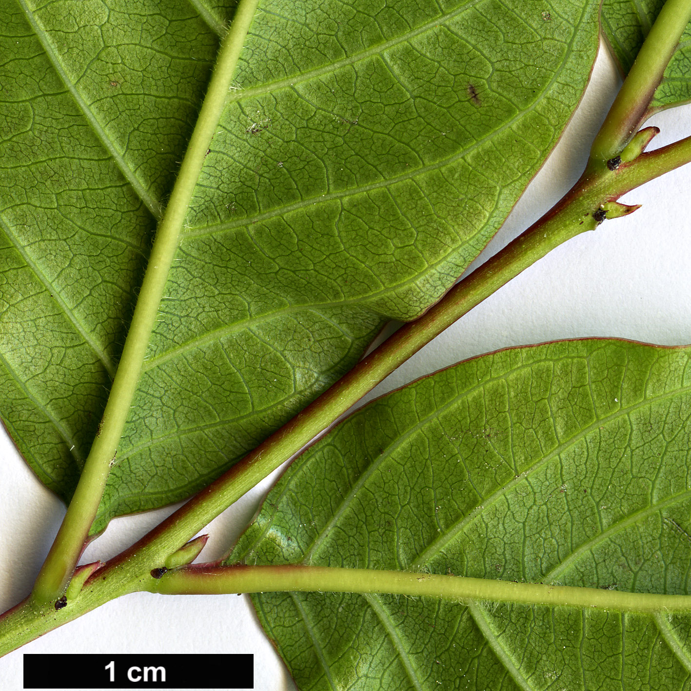 High resolution image: Family: Lythraceae - Genus: Lagerstroemia - Taxon: subcostata