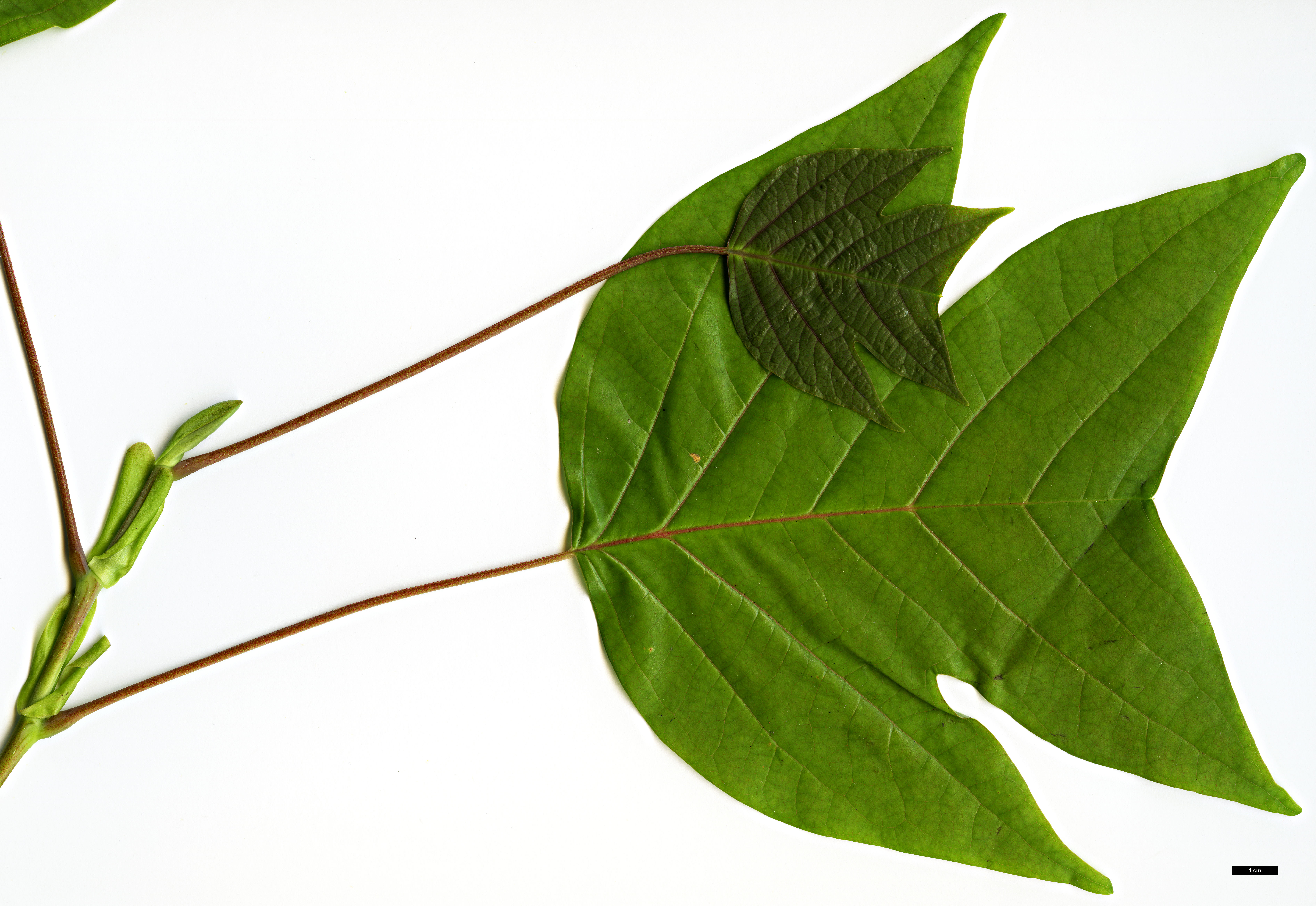 High resolution image: Family: Magnoliaceae - Genus: Liriodendron - Taxon: chinense