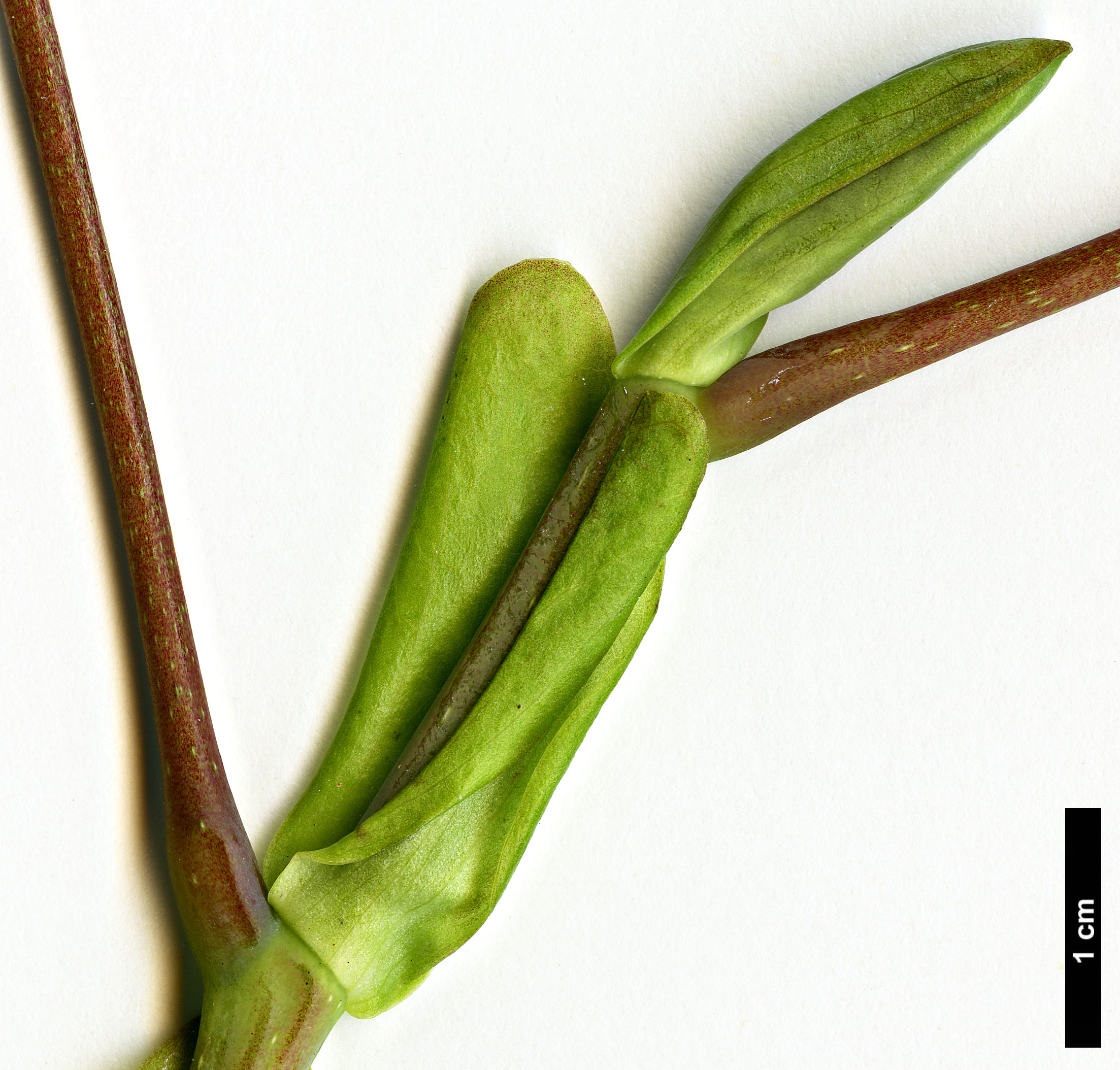 High resolution image: Family: Magnoliaceae - Genus: Liriodendron - Taxon: chinense