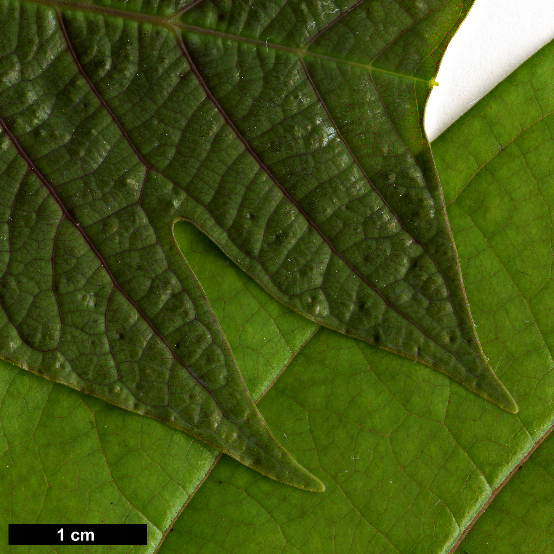 High resolution image: Family: Magnoliaceae - Genus: Liriodendron - Taxon: chinense