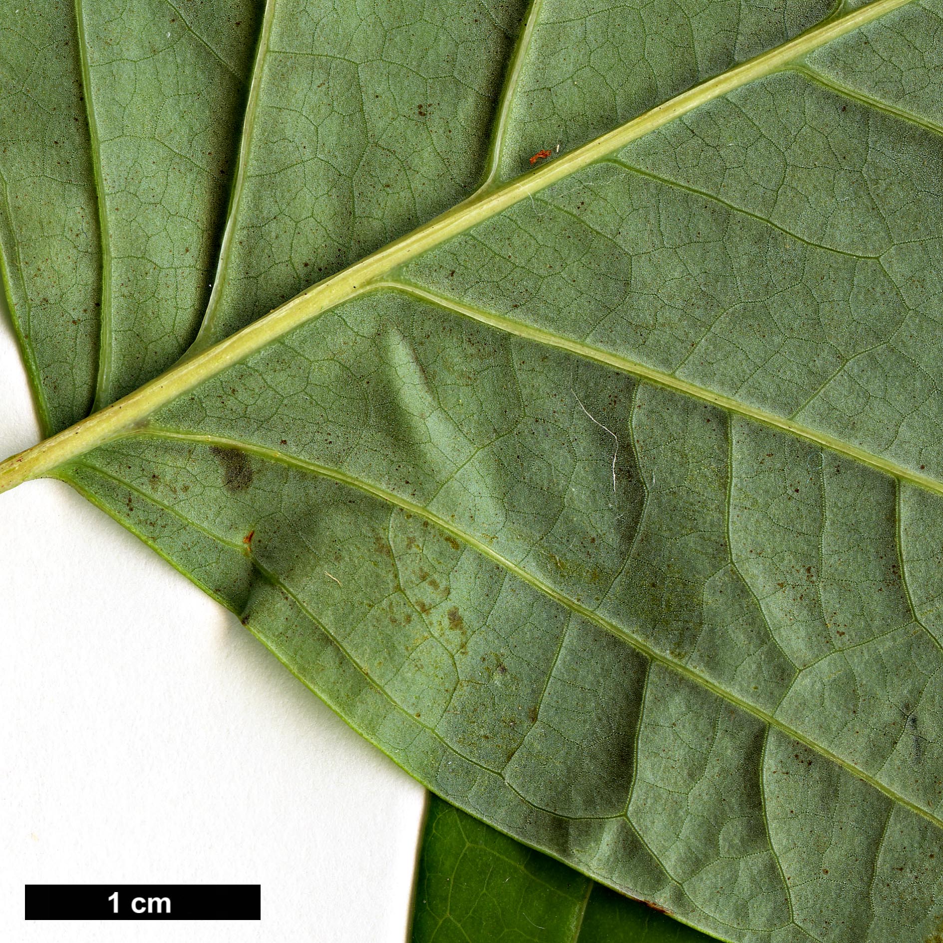 High resolution image: Family: Magnoliaceae - Genus: Liriodendron - Taxon: chinense