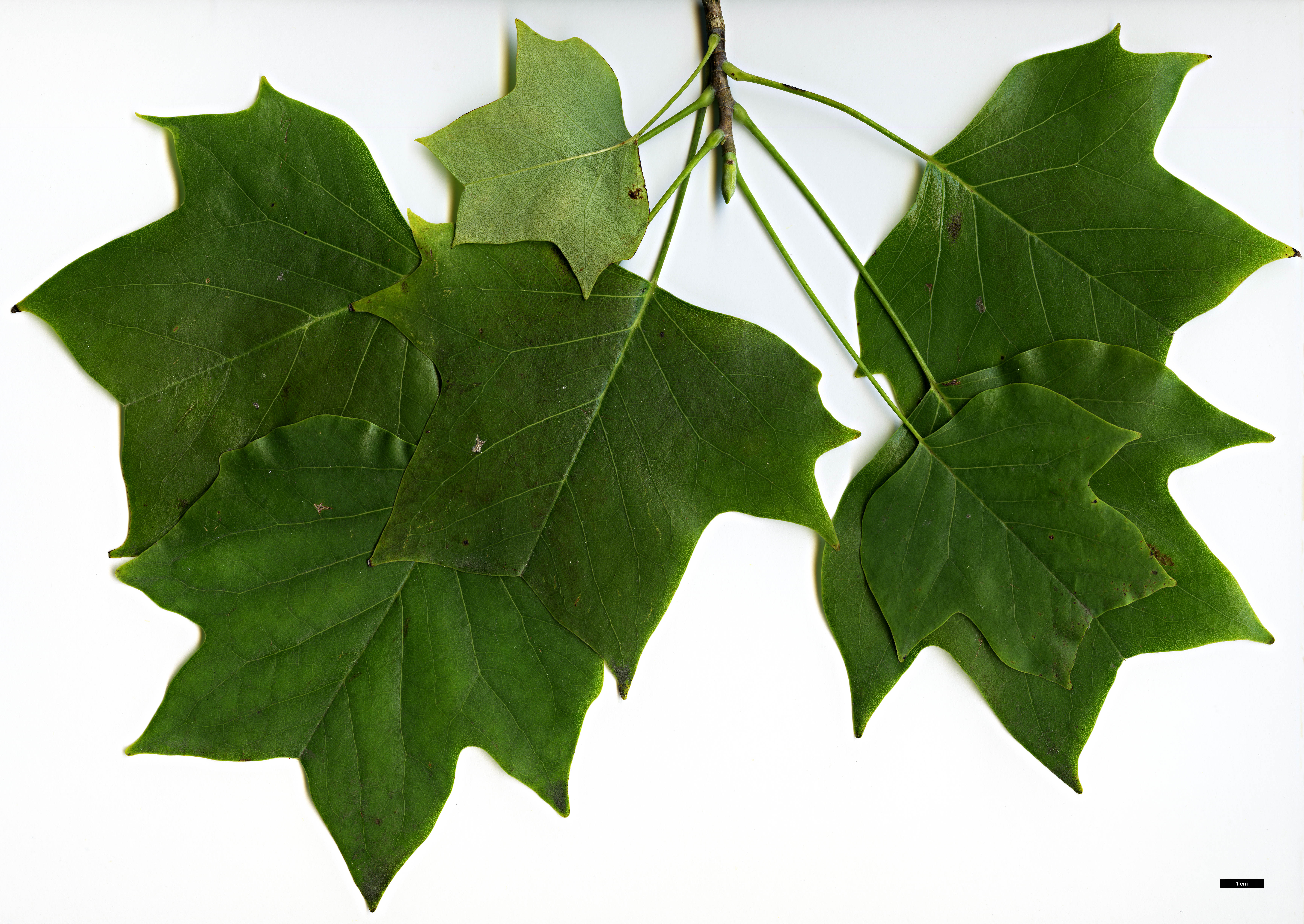 High resolution image: Family: Magnoliaceae - Genus: Liriodendron - Taxon: tulipifera