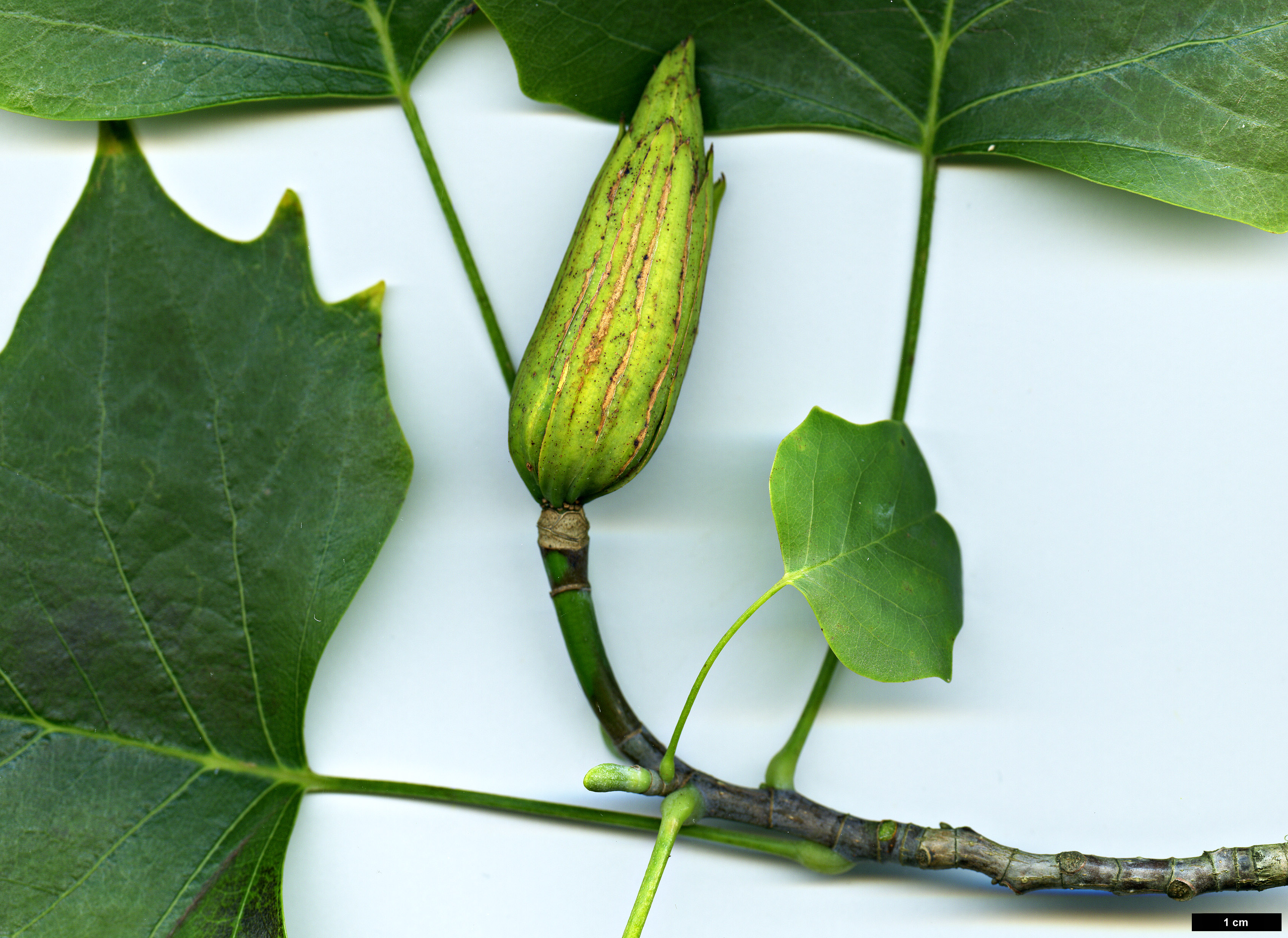 High resolution image: Family: Magnoliaceae - Genus: Liriodendron - Taxon: tulipifera