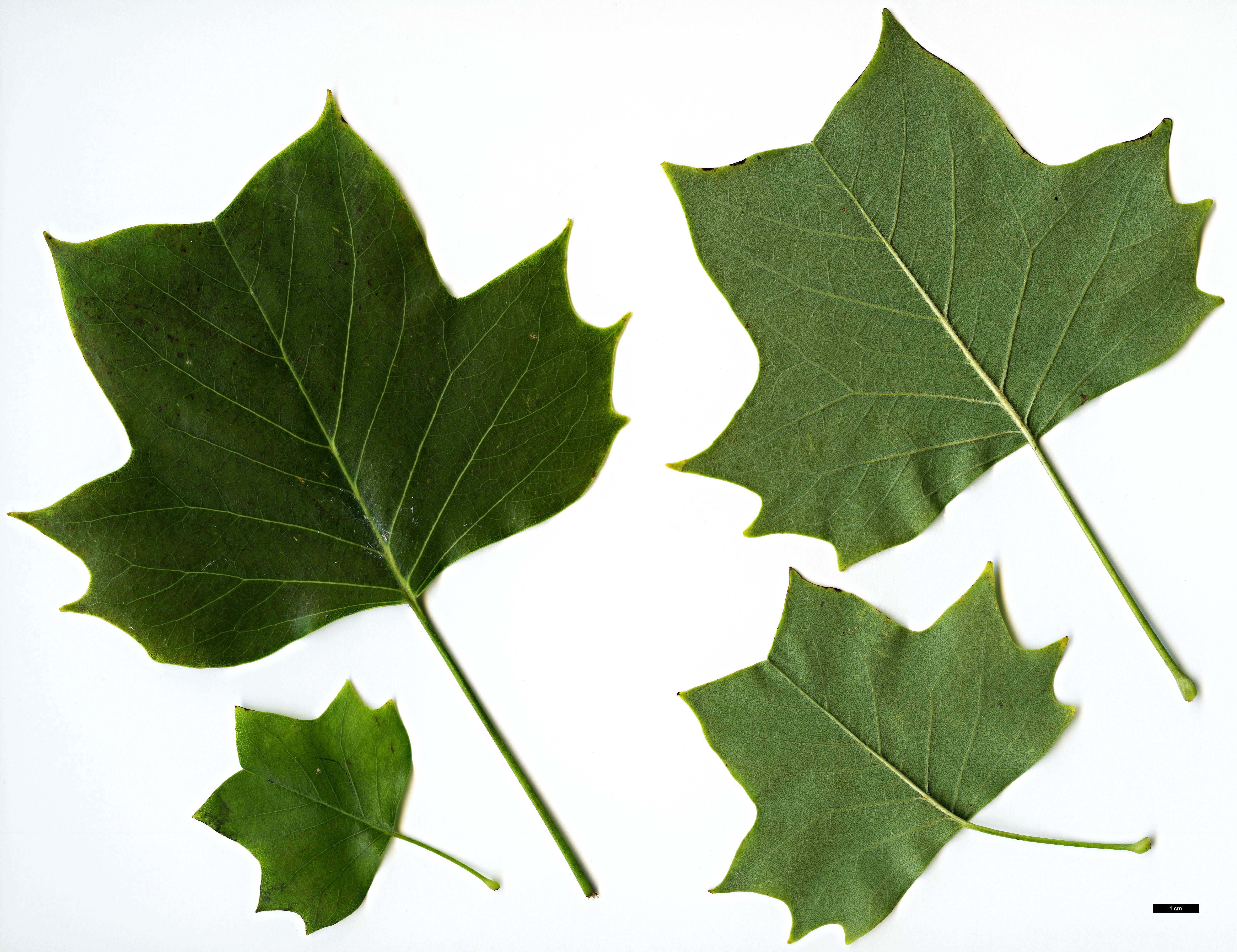 High resolution image: Family: Magnoliaceae - Genus: Liriodendron - Taxon: tulipifera