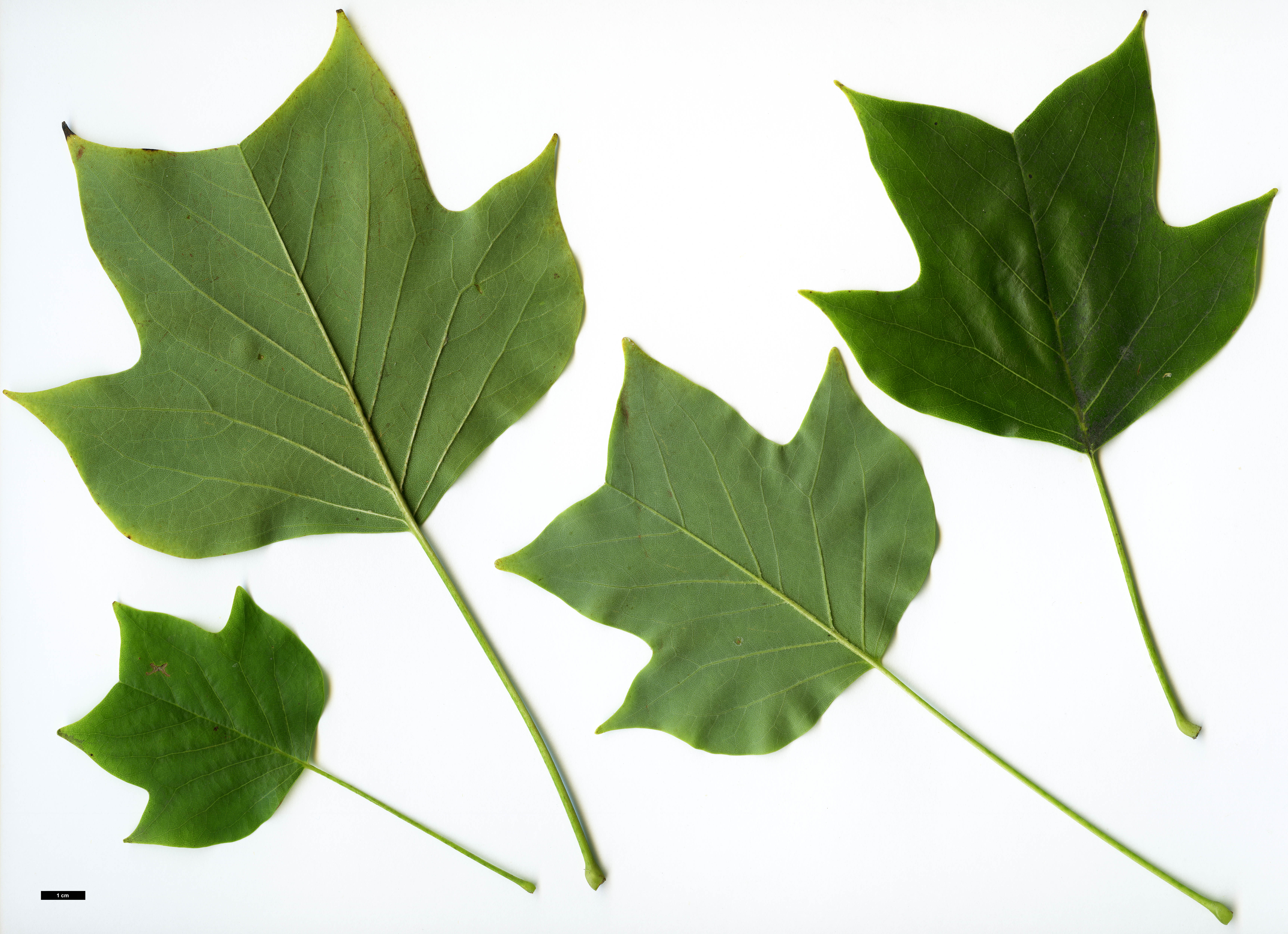 High resolution image: Family: Magnoliaceae - Genus: Liriodendron - Taxon: tulipifera