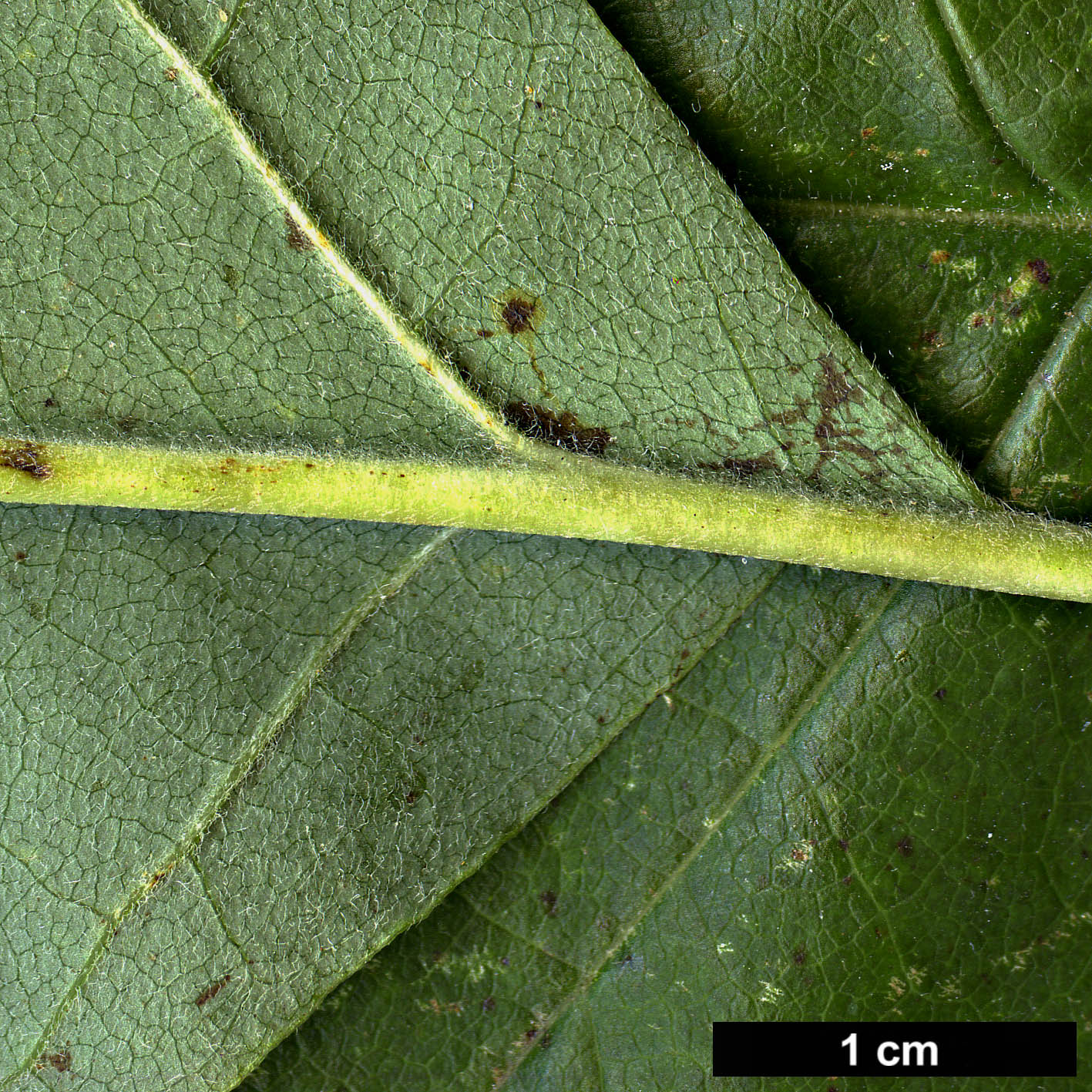 High resolution image: Family: Magnoliaceae - Genus: Magnolia - Taxon: acuminata