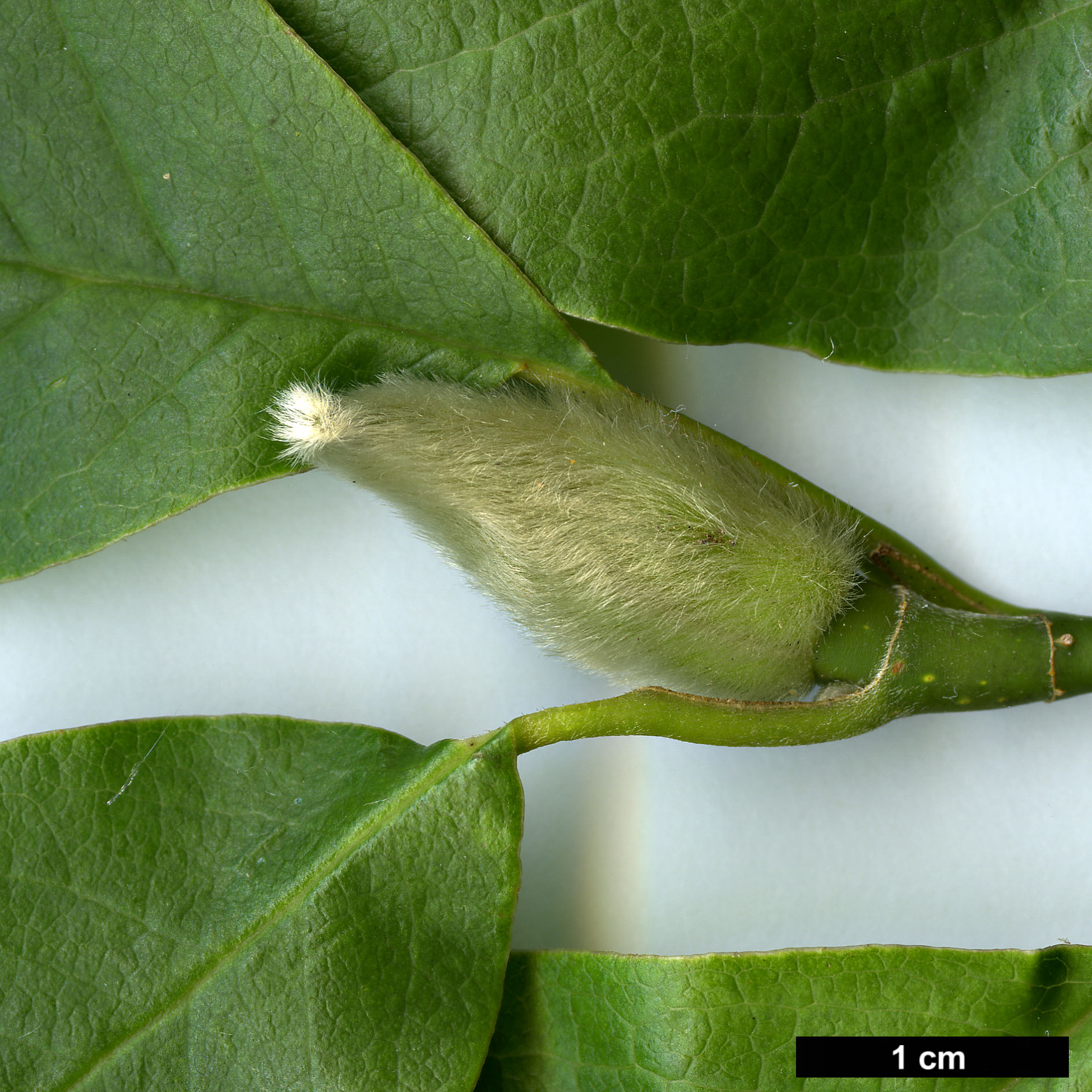 High resolution image: Family: Magnoliaceae - Genus: Magnolia - Taxon: biondii