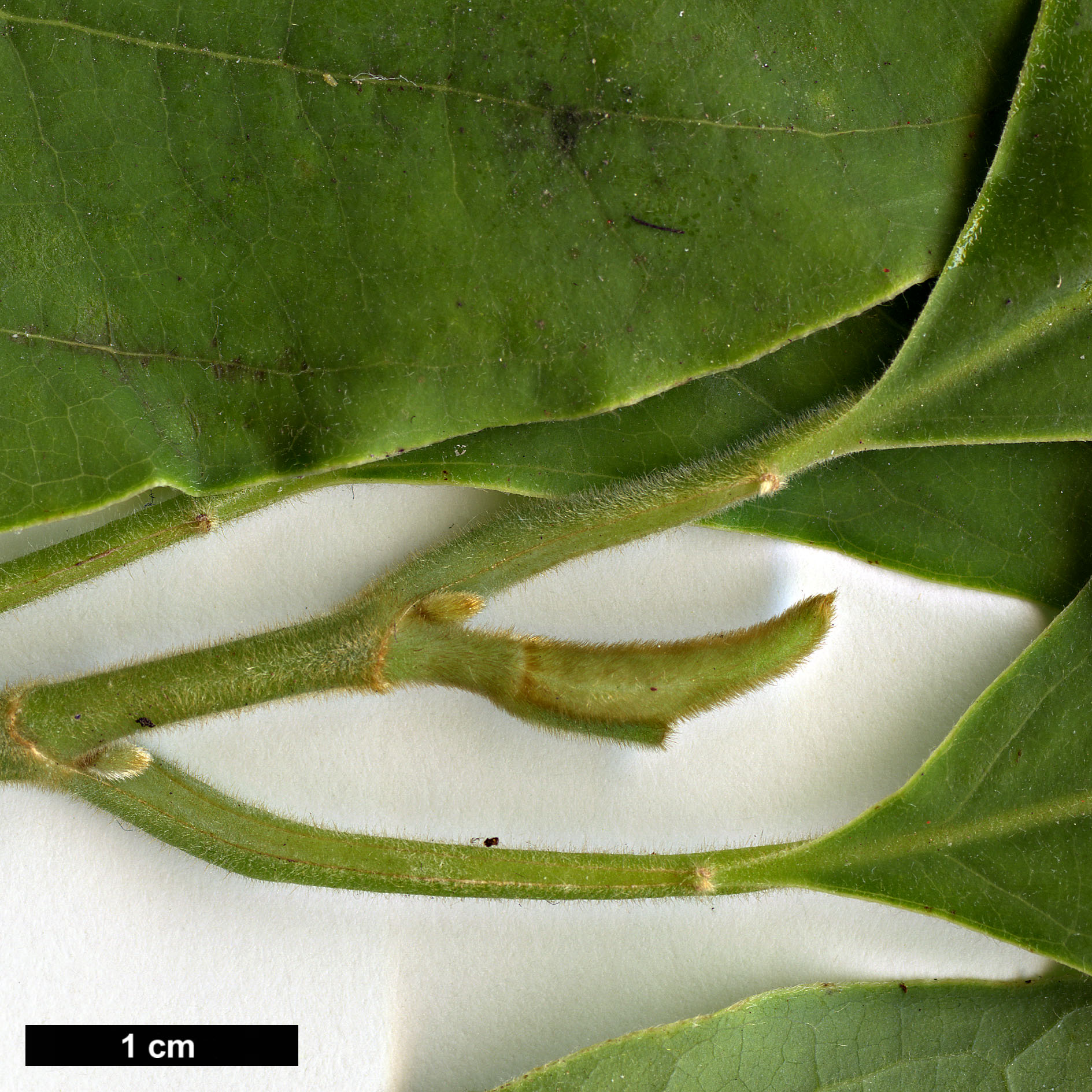 High resolution image: Family: Magnoliaceae - Genus: Magnolia - Taxon: champaca