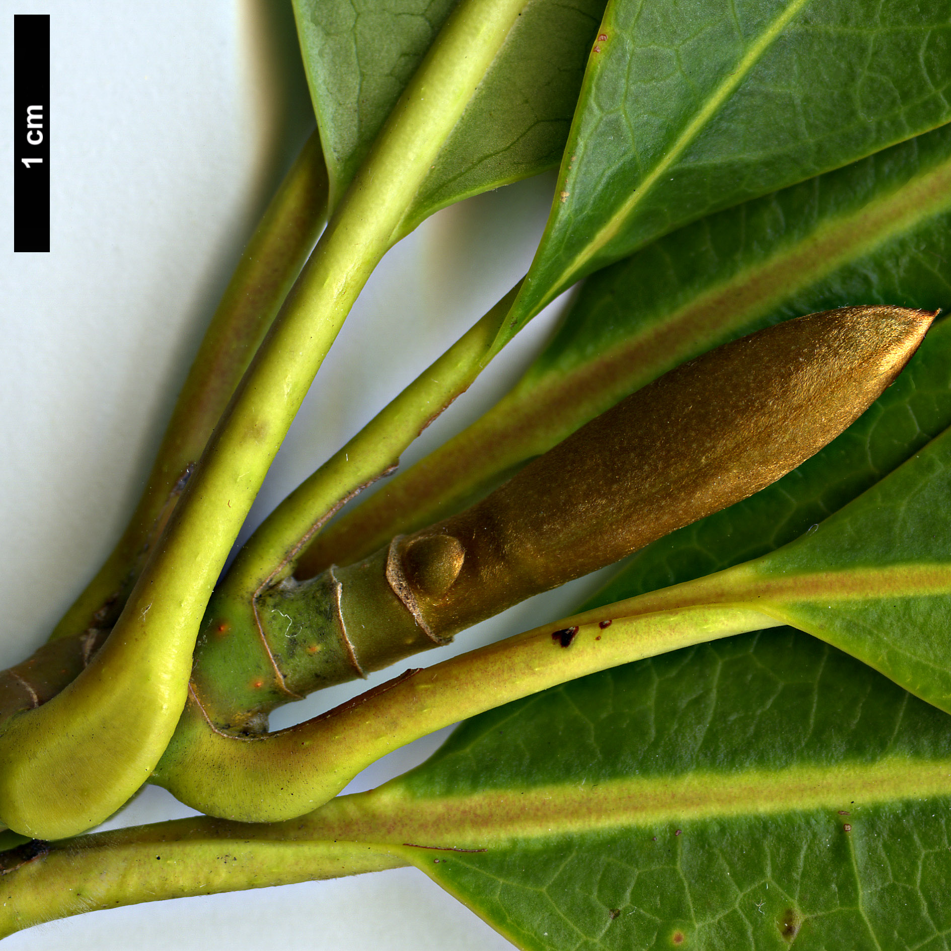 High resolution image: Family: Magnoliaceae - Genus: Magnolia - Taxon: conifera