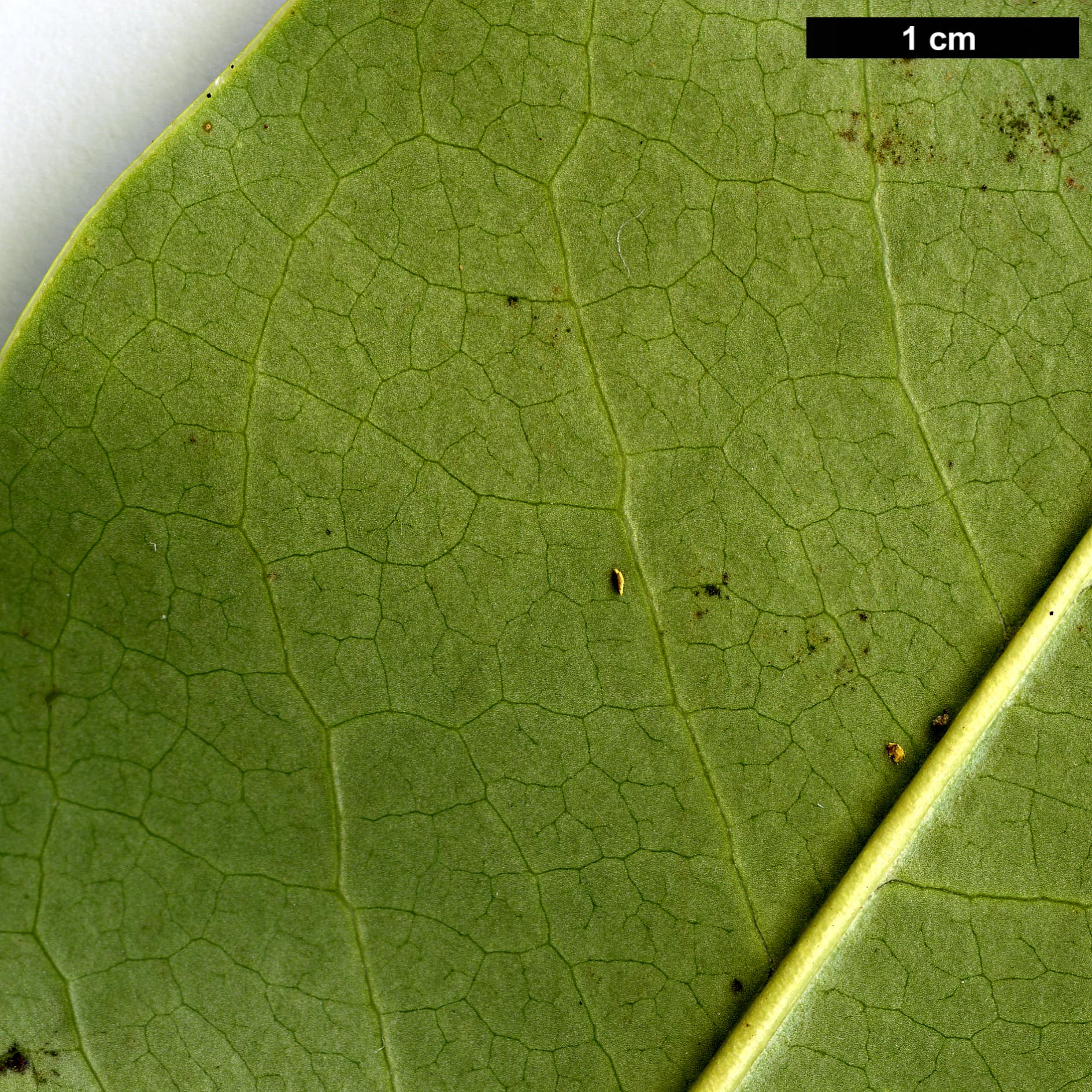 High resolution image: Family: Magnoliaceae - Genus: Magnolia - Taxon: conifera