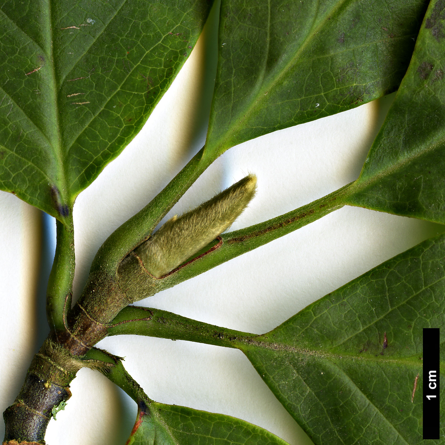 High resolution image: Family: Magnoliaceae - Genus: Magnolia - Taxon: cylindrica