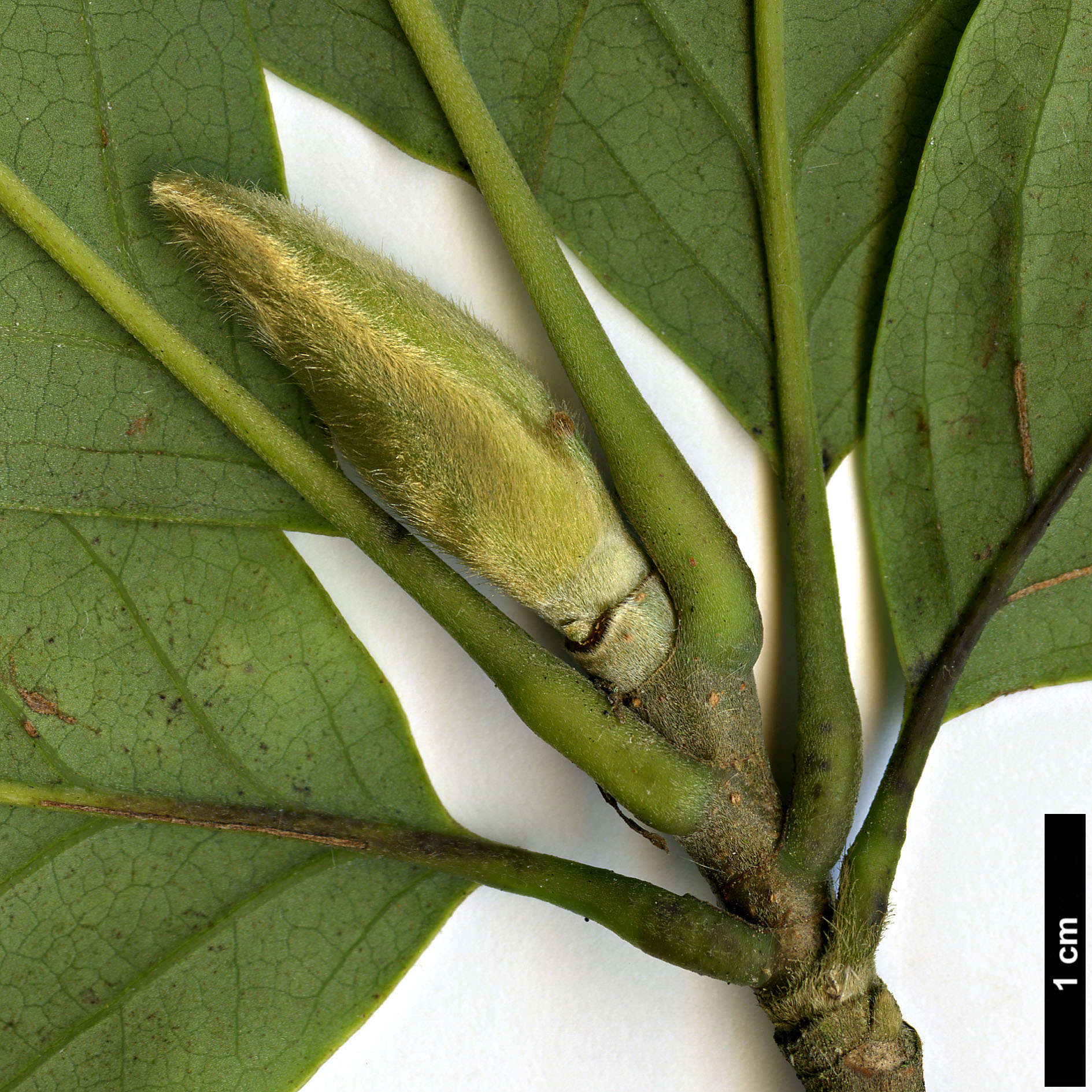 High resolution image: Family: Magnoliaceae - Genus: Magnolia - Taxon: cylindrica