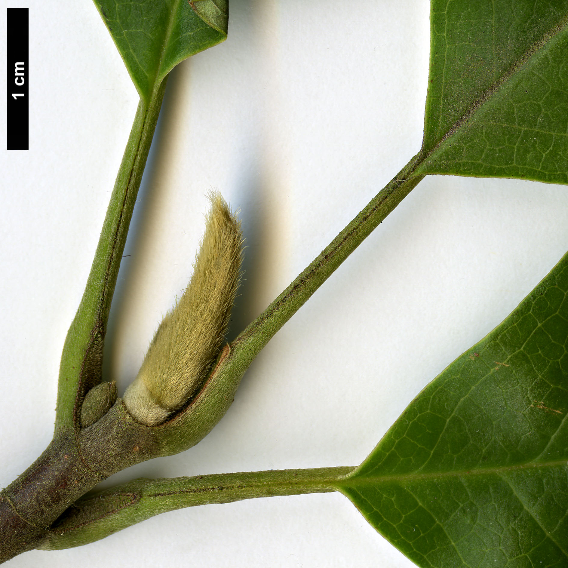 High resolution image: Family: Magnoliaceae - Genus: Magnolia - Taxon: cylindrica