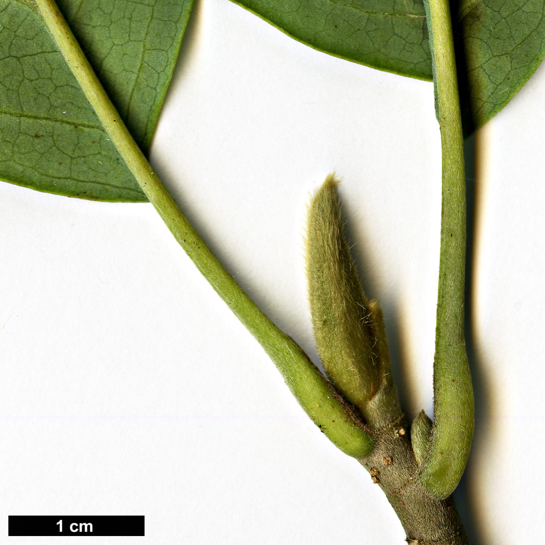 High resolution image: Family: Magnoliaceae - Genus: Magnolia - Taxon: cylindrica