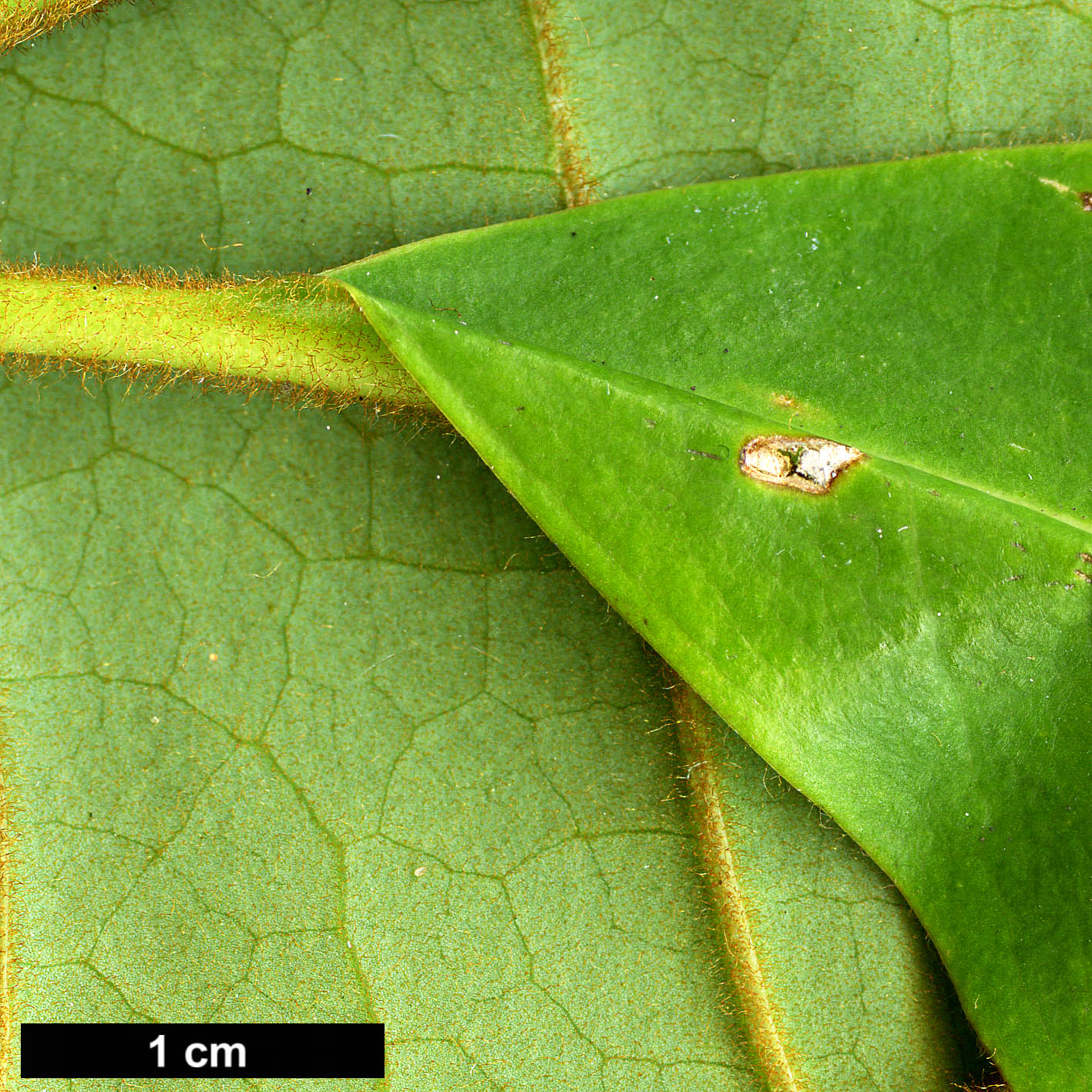 High resolution image: Family: Magnoliaceae - Genus: Magnolia - Taxon: dandyi