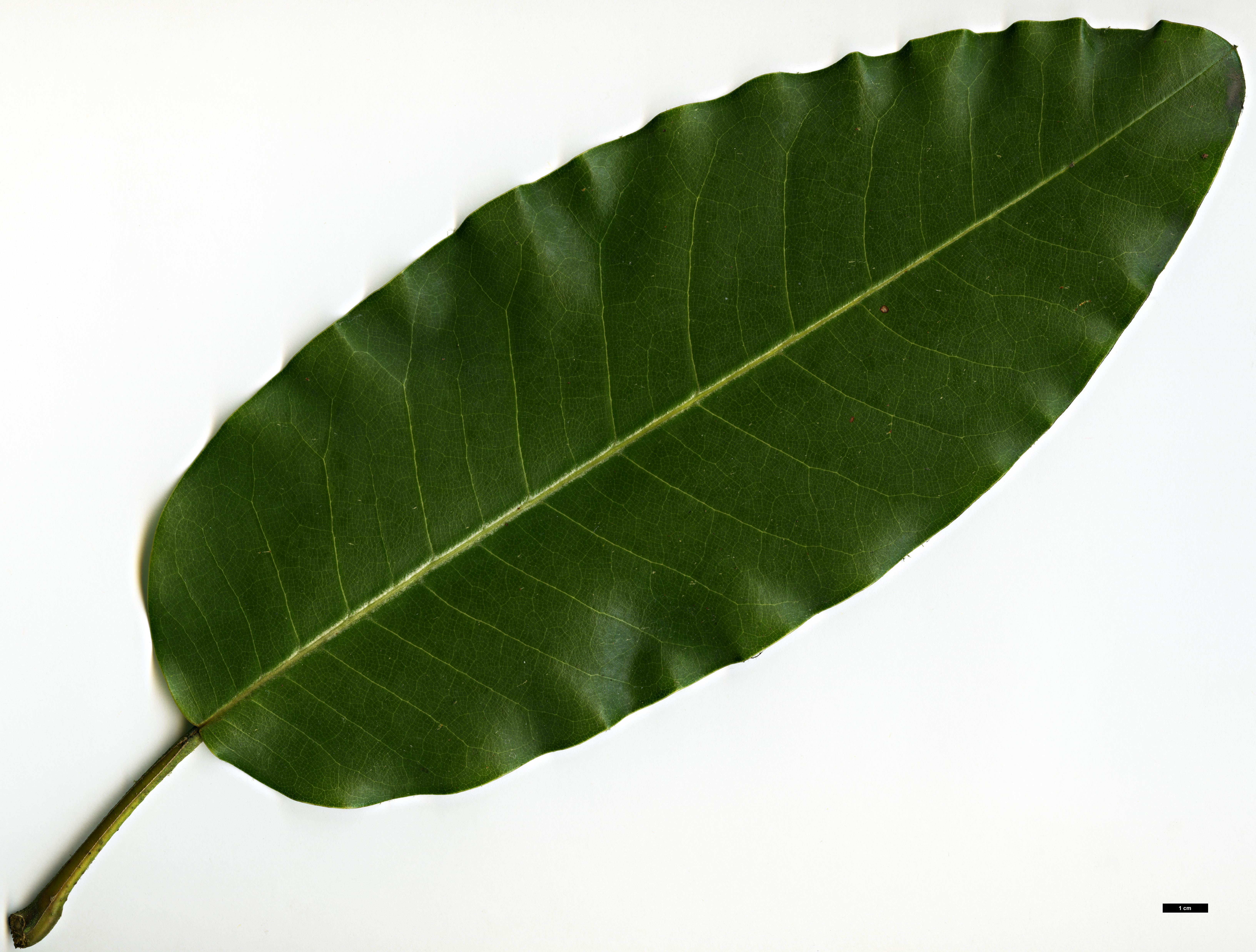High resolution image: Family: Magnoliaceae - Genus: Magnolia - Taxon: delavayi