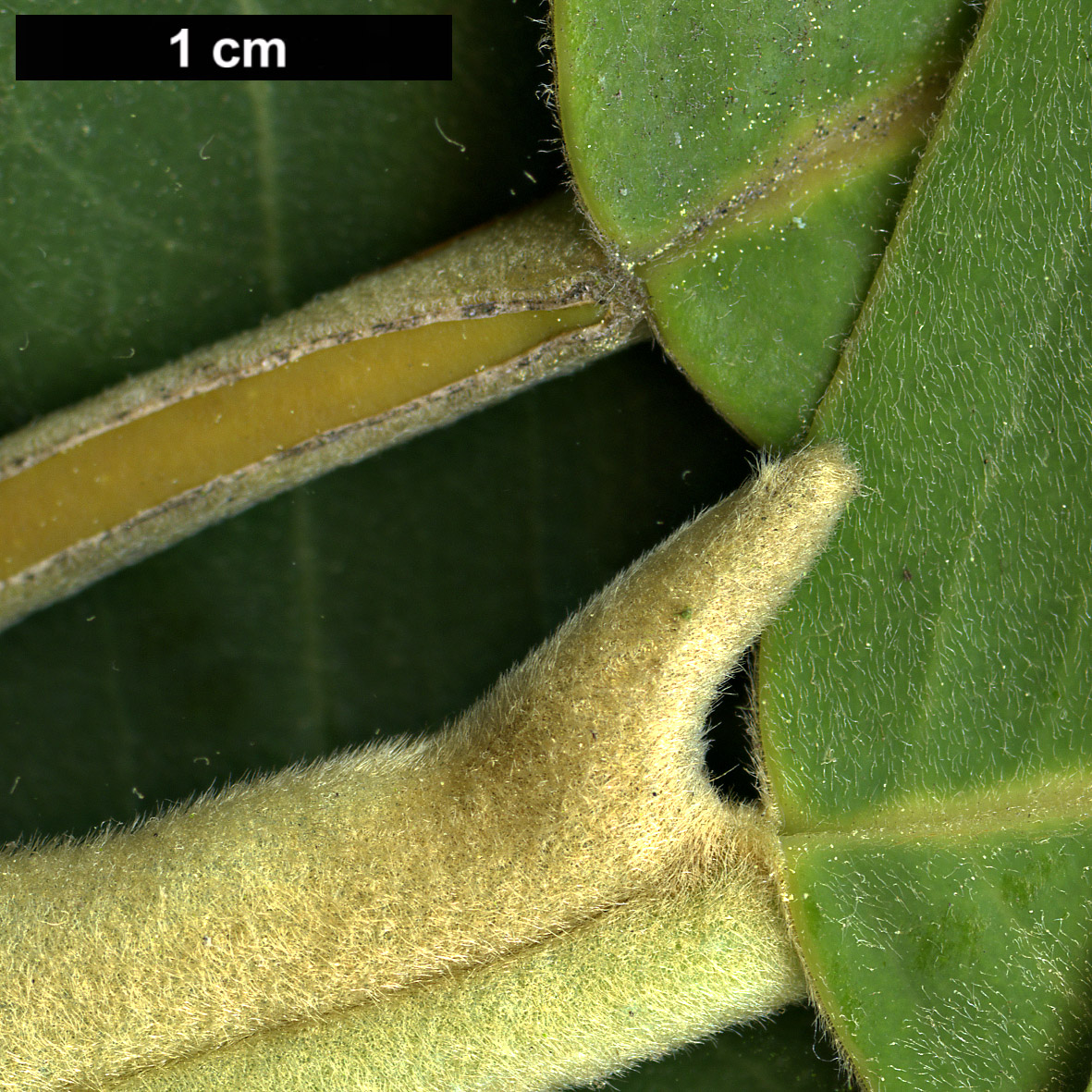 High resolution image: Family: Magnoliaceae - Genus: Magnolia - Taxon: delavayi