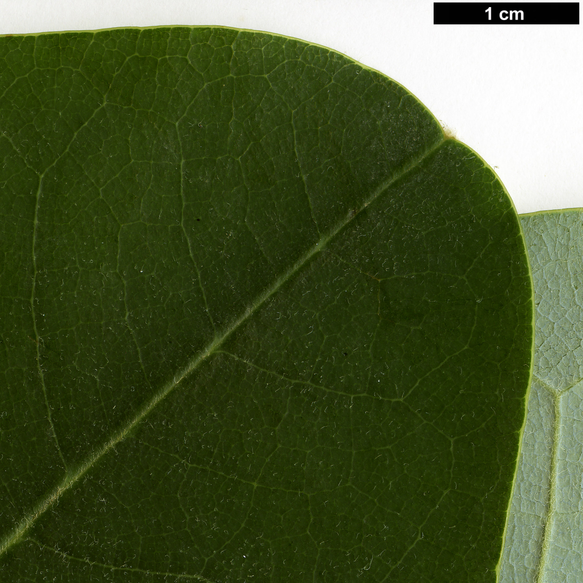 High resolution image: Family: Magnoliaceae - Genus: Magnolia - Taxon: delavayi