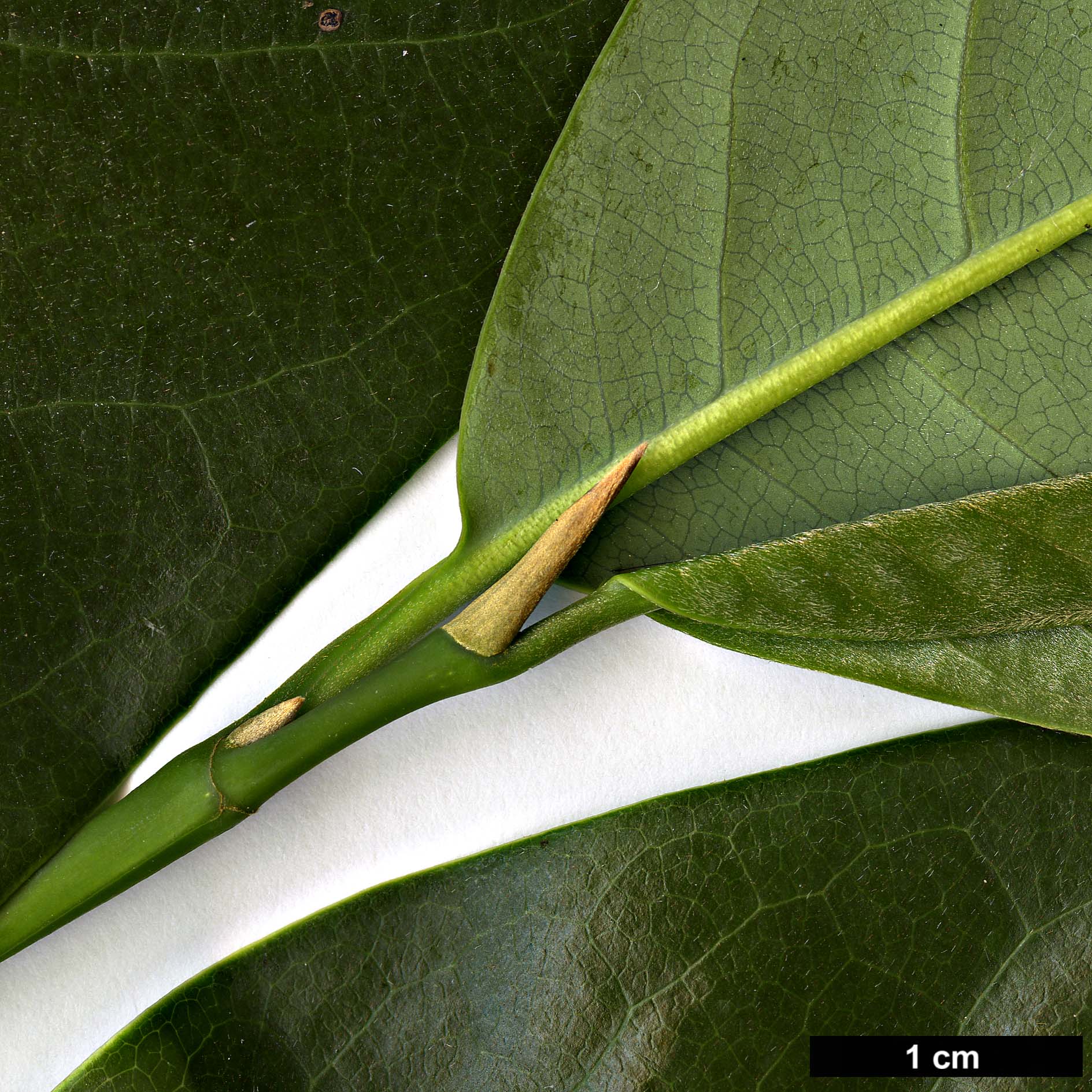 High resolution image: Family: Magnoliaceae - Genus: Magnolia - Taxon: doltsopa