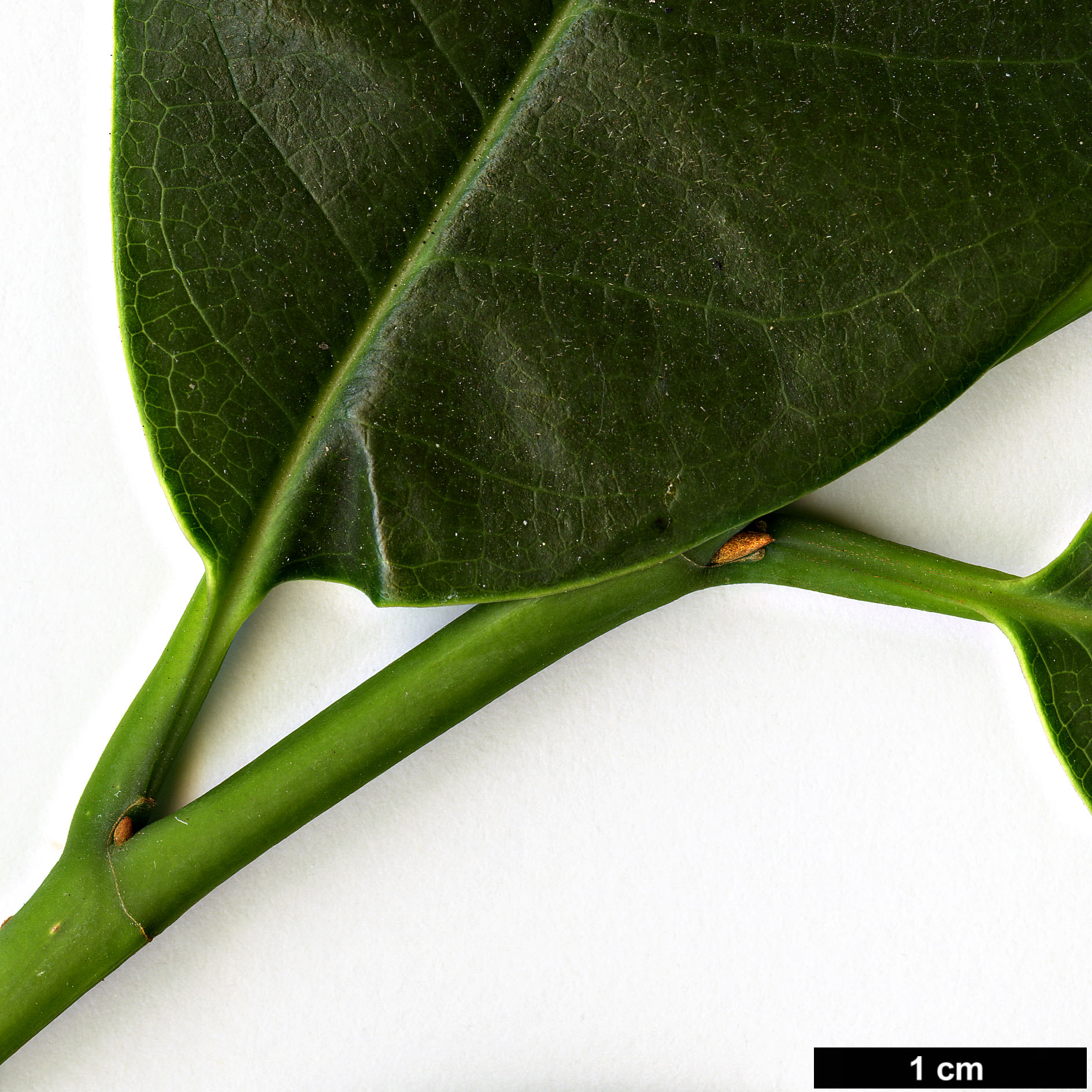 High resolution image: Family: Magnoliaceae - Genus: Magnolia - Taxon: doltsopa