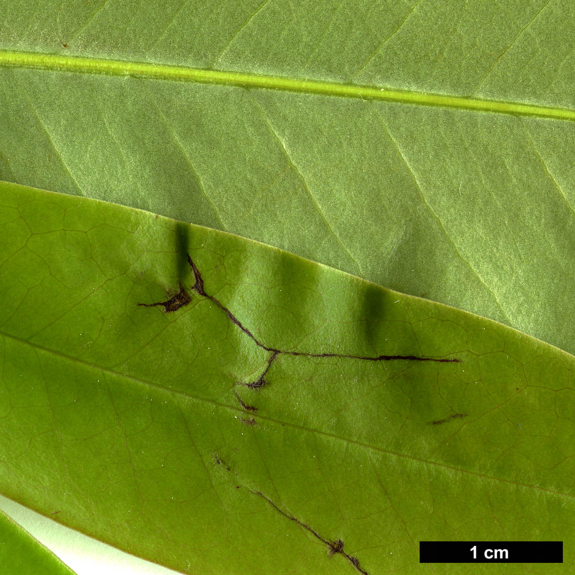 High resolution image: Family: Magnoliaceae - Genus: Magnolia - Taxon: duclouxii