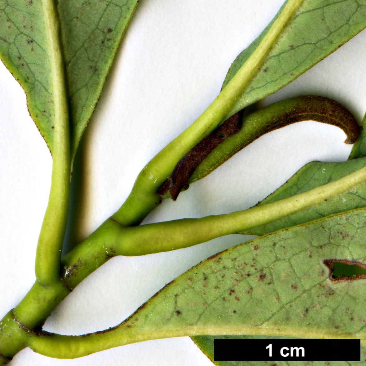 High resolution image: Family: Magnoliaceae - Genus: Magnolia - Taxon: ernestii